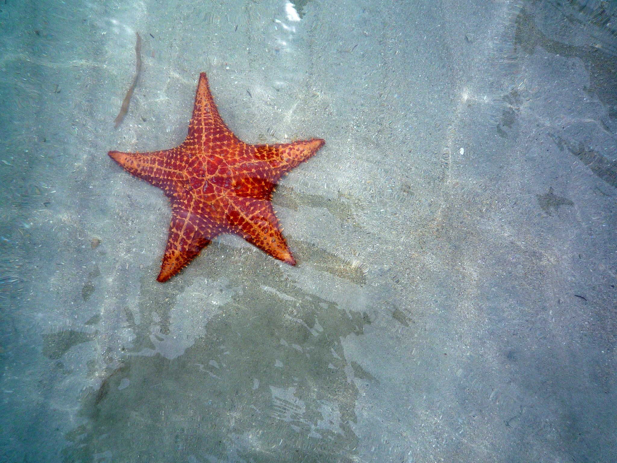 Starfish Beach Bocas del Toro Starfish Beach Bocas del Toro