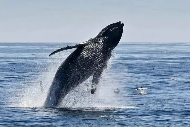 Whale Watching Channel Islands National Park