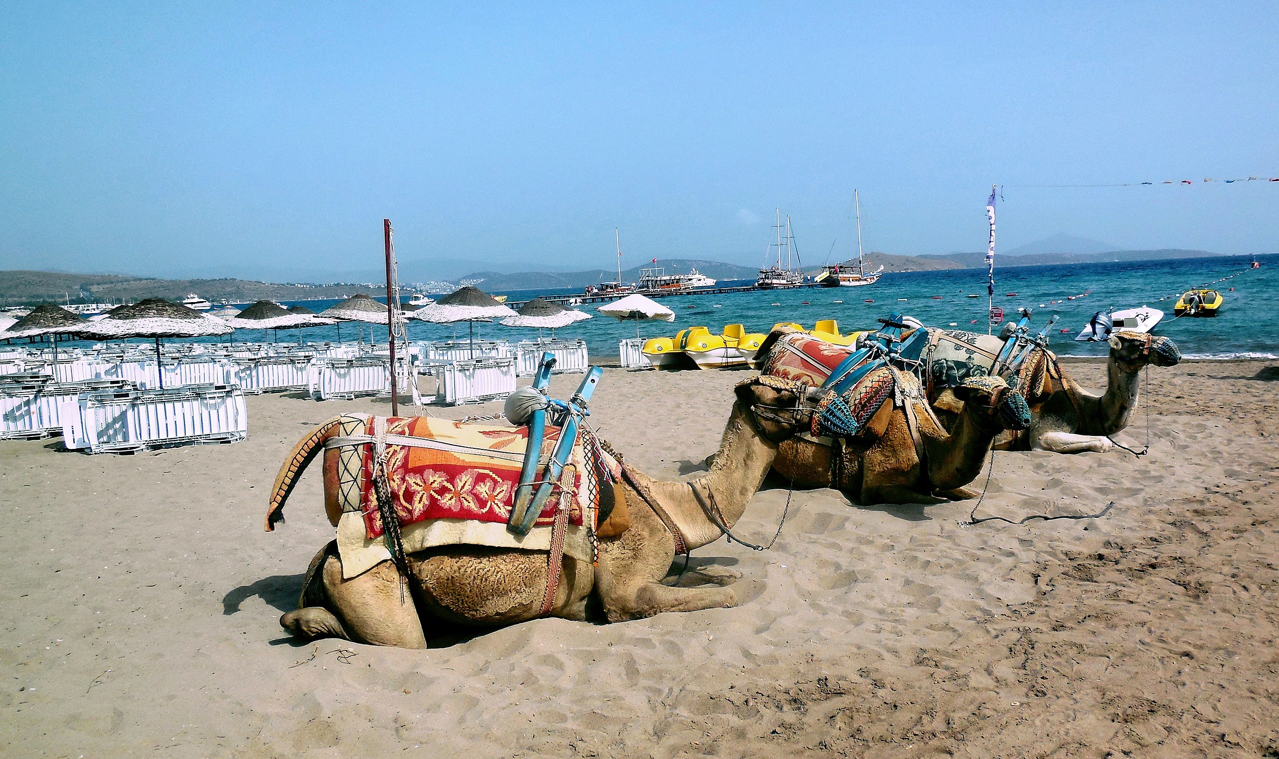 Camel Beach