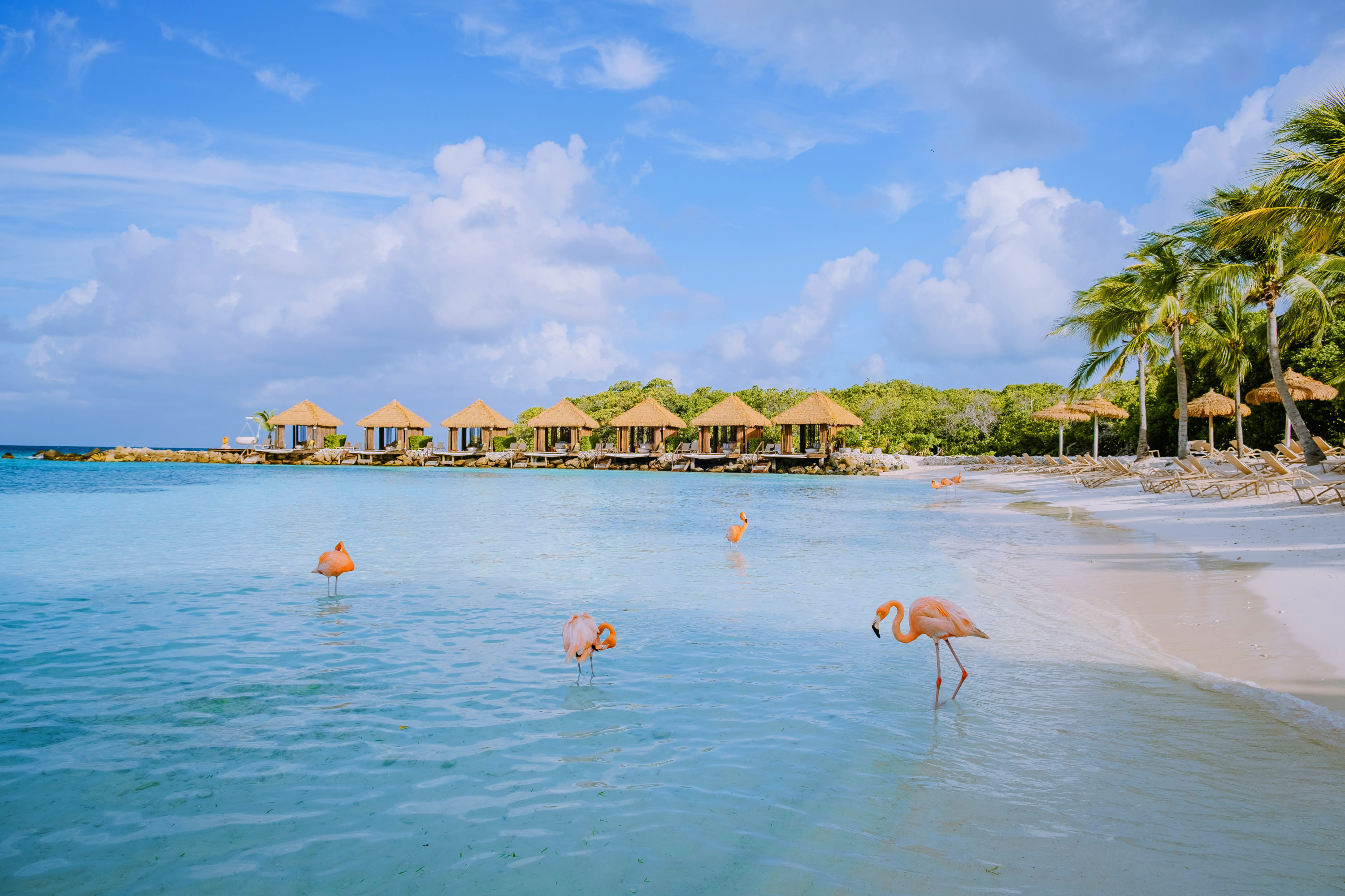 Flamingo Beach Flamingo Beach Aruba