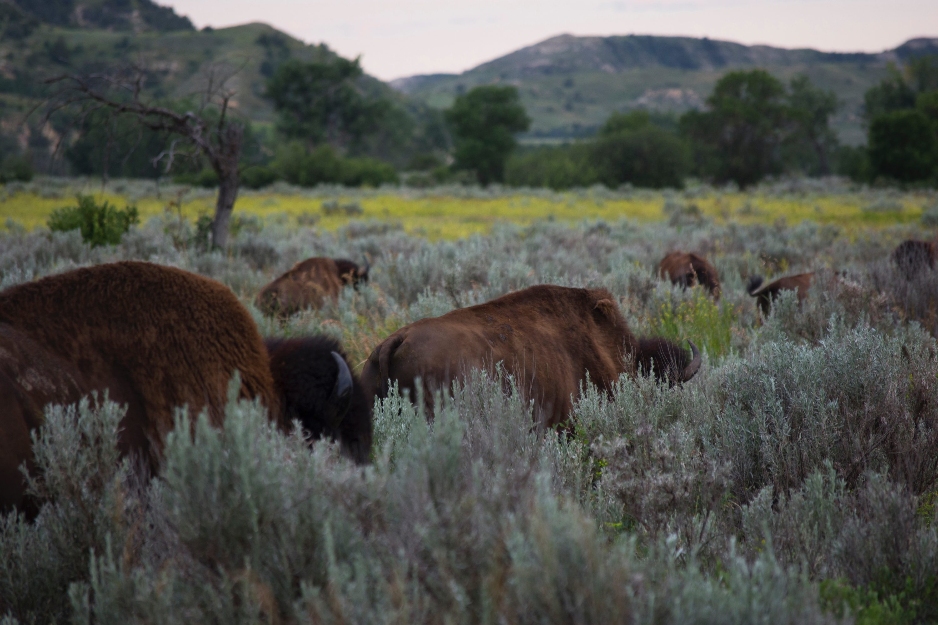 Herd of Bison Theodore Roosevelt National Park Herd of Bison Theodore Roosevelt National Park
