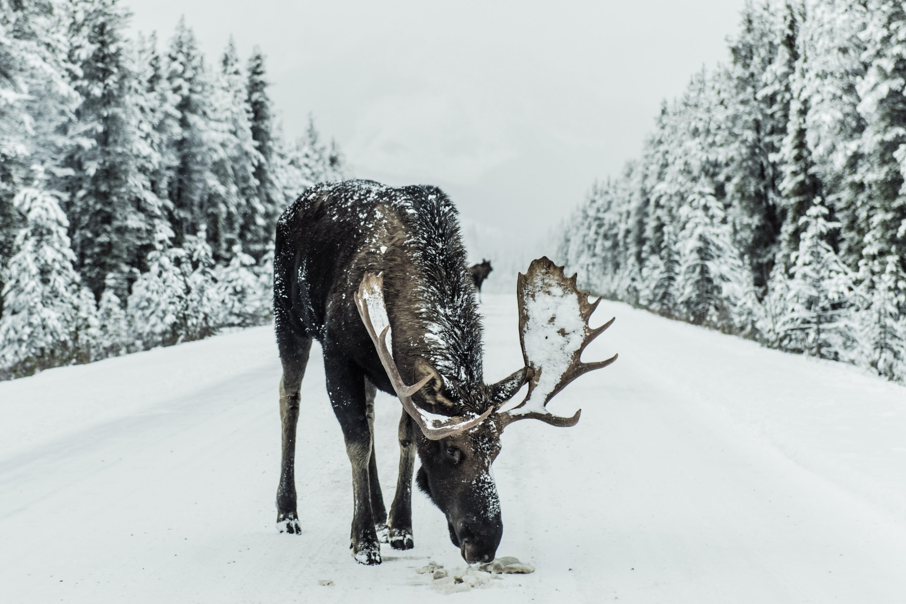 Jasper National Park Canada Jasper National Park Canada
