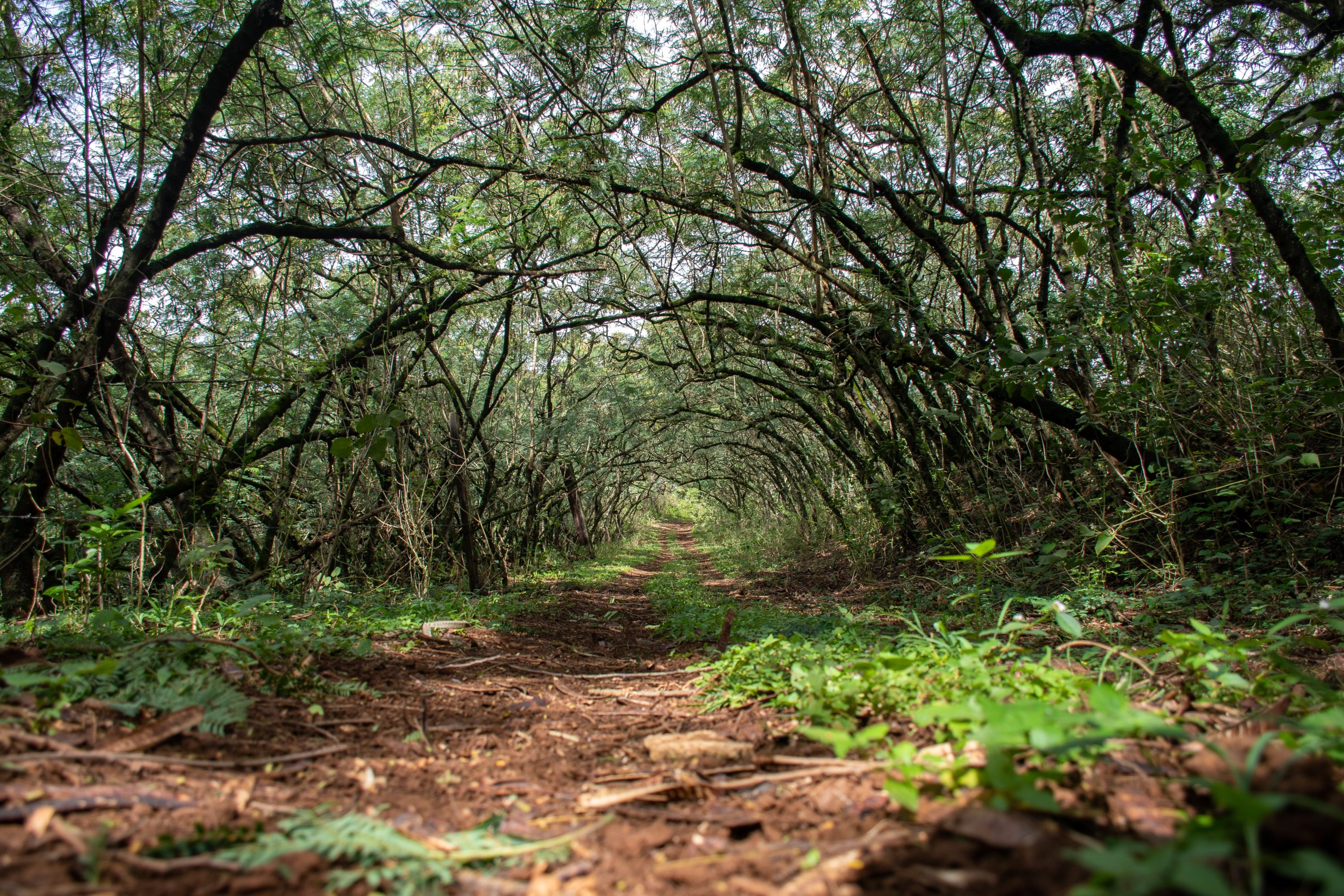Kahuku Unit