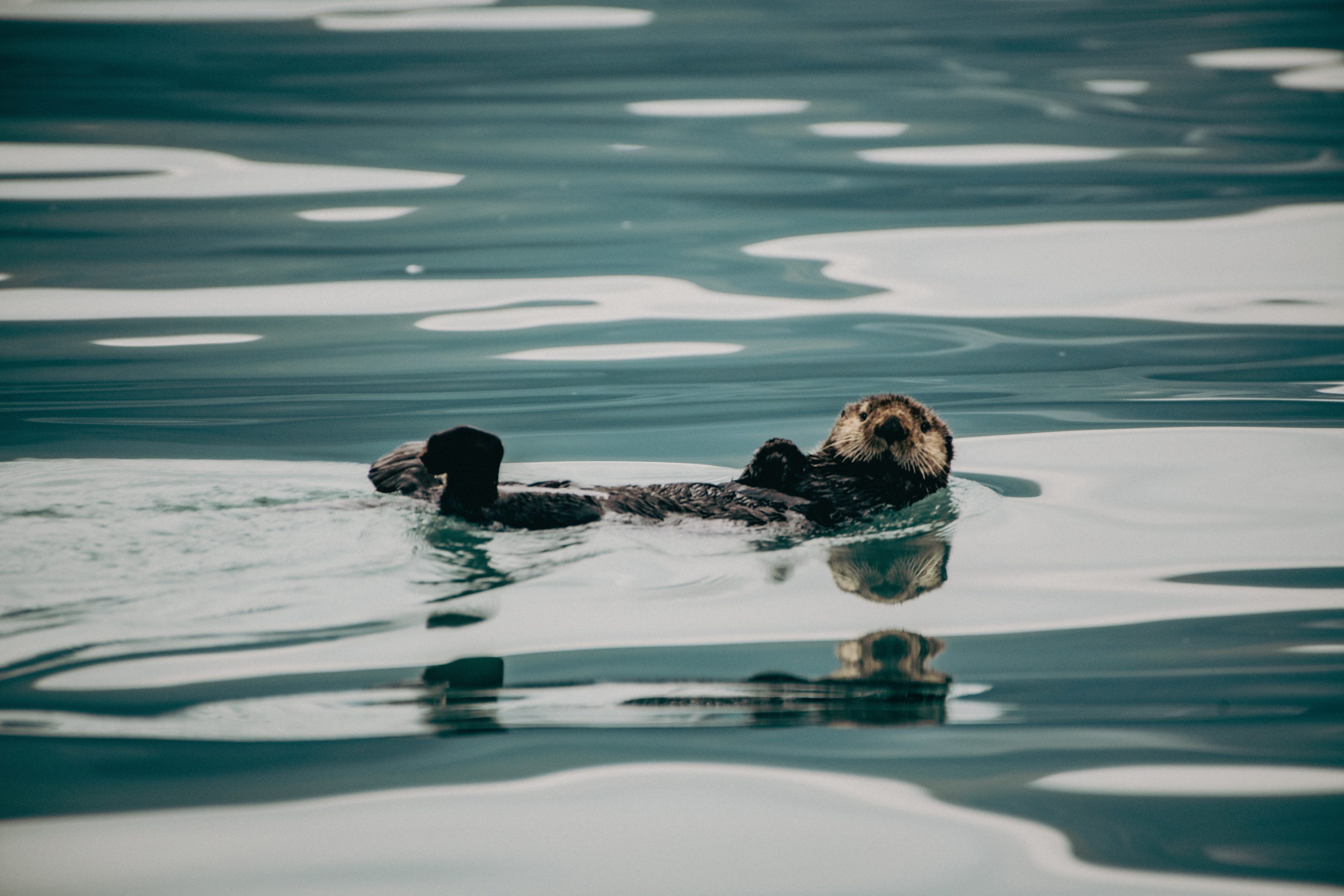 Kenai Fjords National Park Wildlife