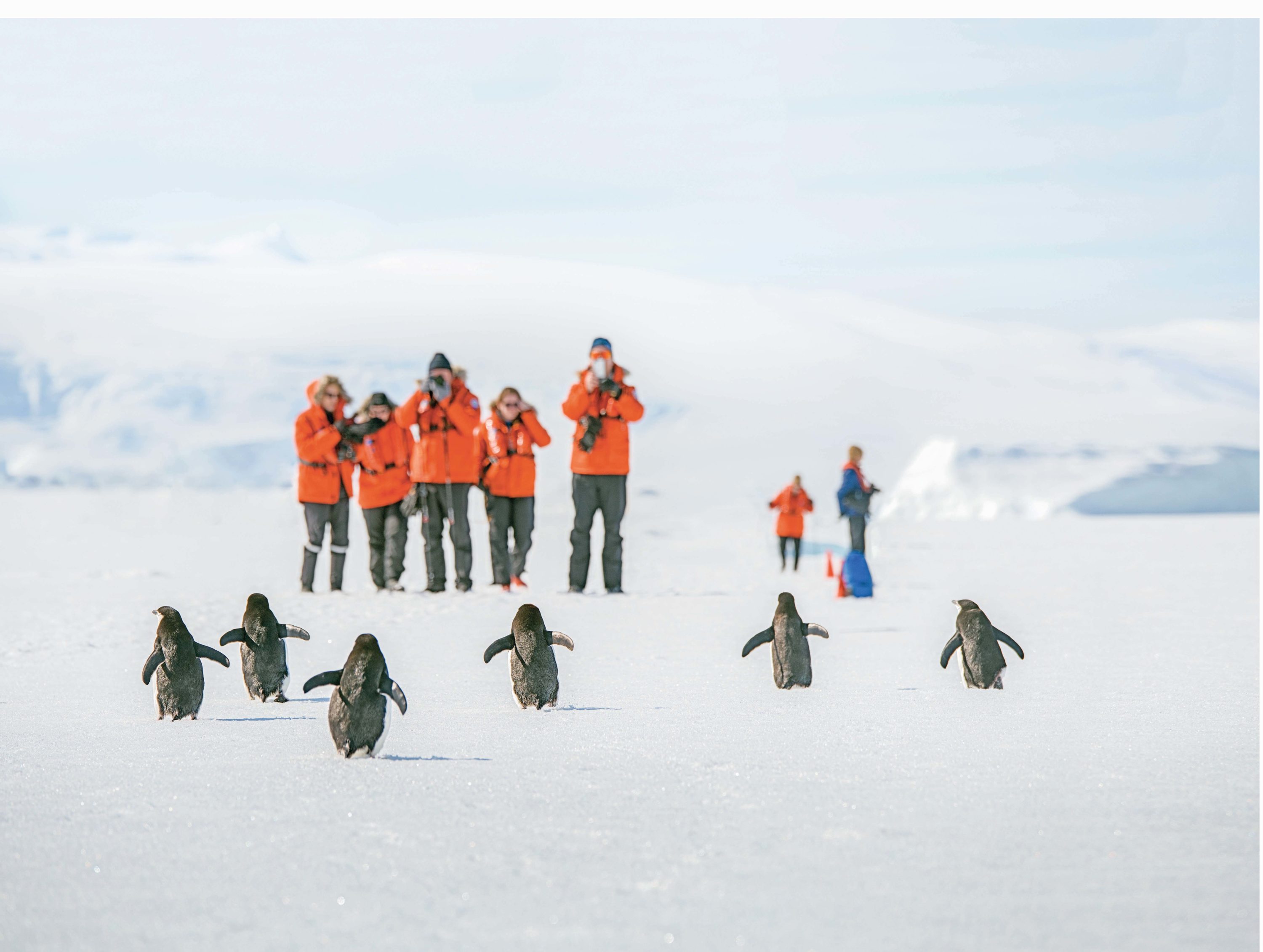 Adelie penguins and guests on the fast ice in Hanusse Bay in Antarctica. Adelie penguins and guests on the fast ice in Hanusse Bay in Antarctica.