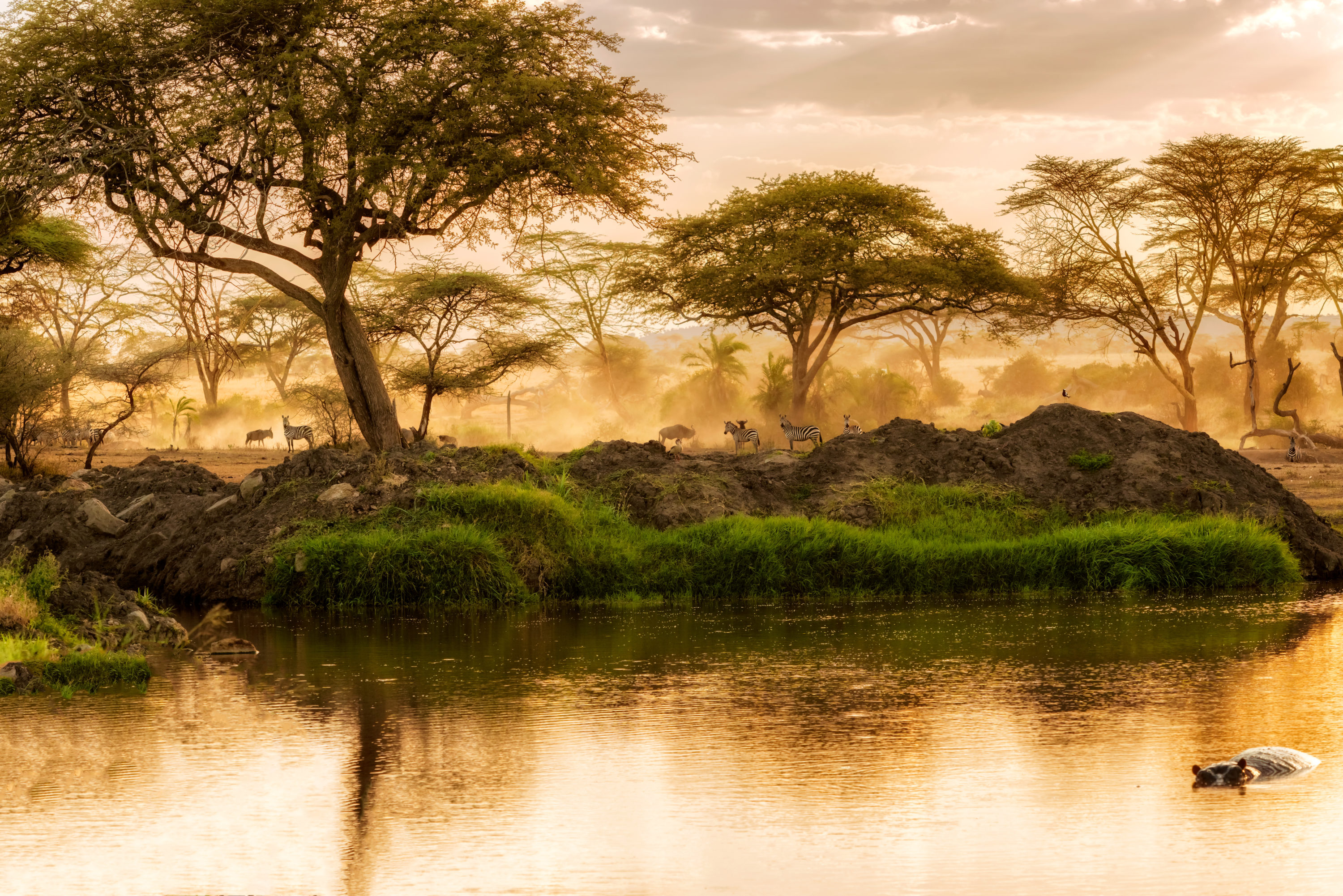 Animals enjoy the sunset in The Serengeti National Park in Tanzania. Animals enjoy the sunset in The Serengeti National Park in Tanzania.