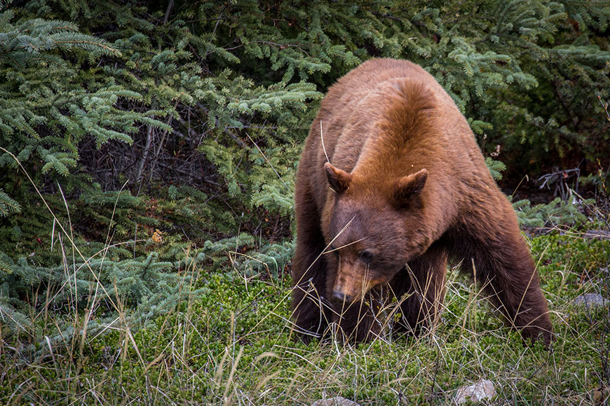 Wildlife Viewing Jasper National Park Wildlife Viewing Jasper National Park