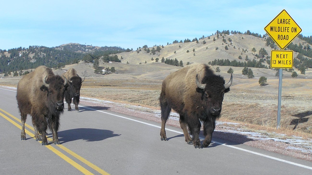 Wind Cave National Park for Wildlife