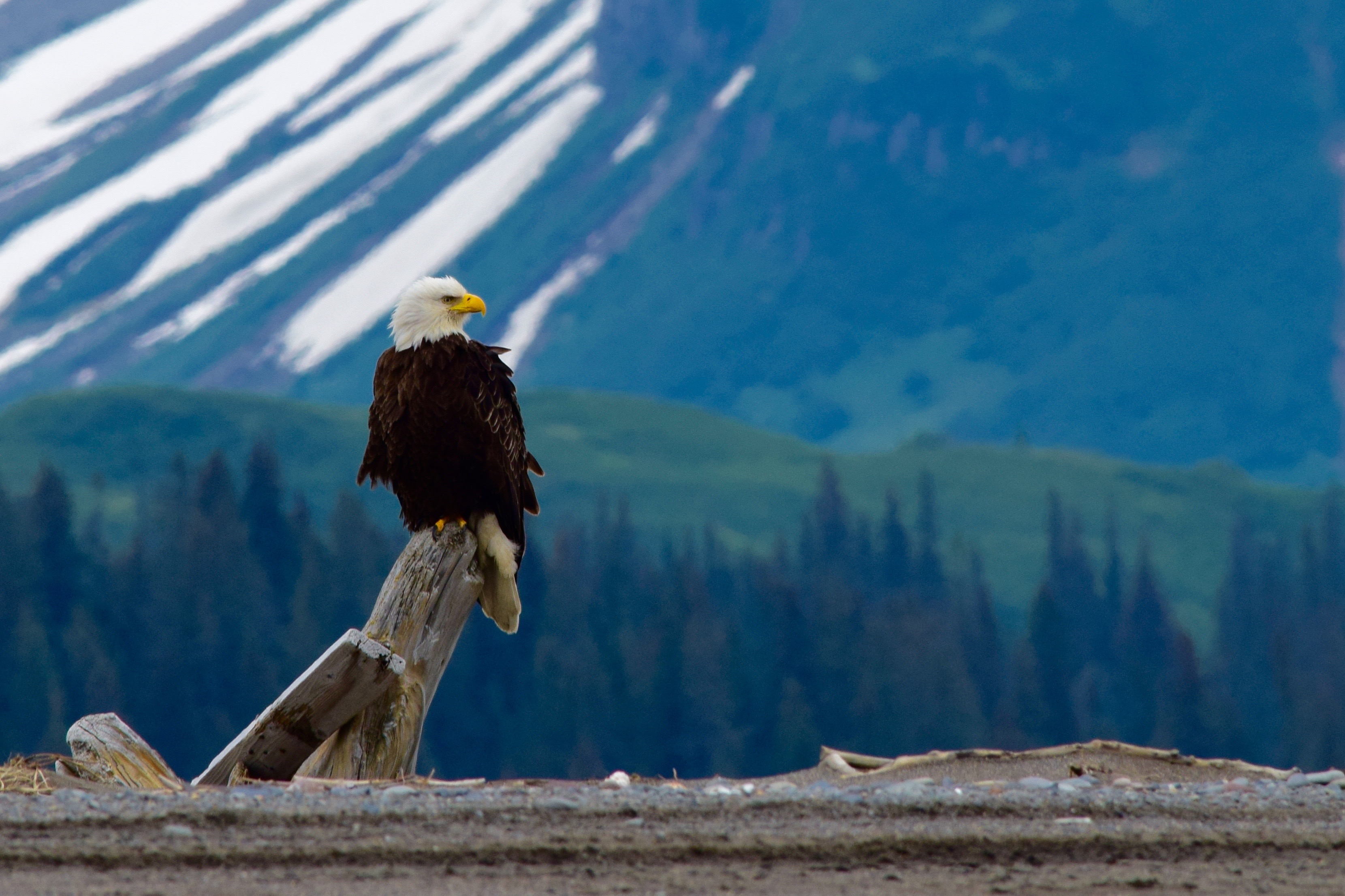 Bald Eagle Lake Clark National Park
