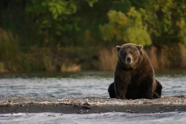 Bear Watching Katmai