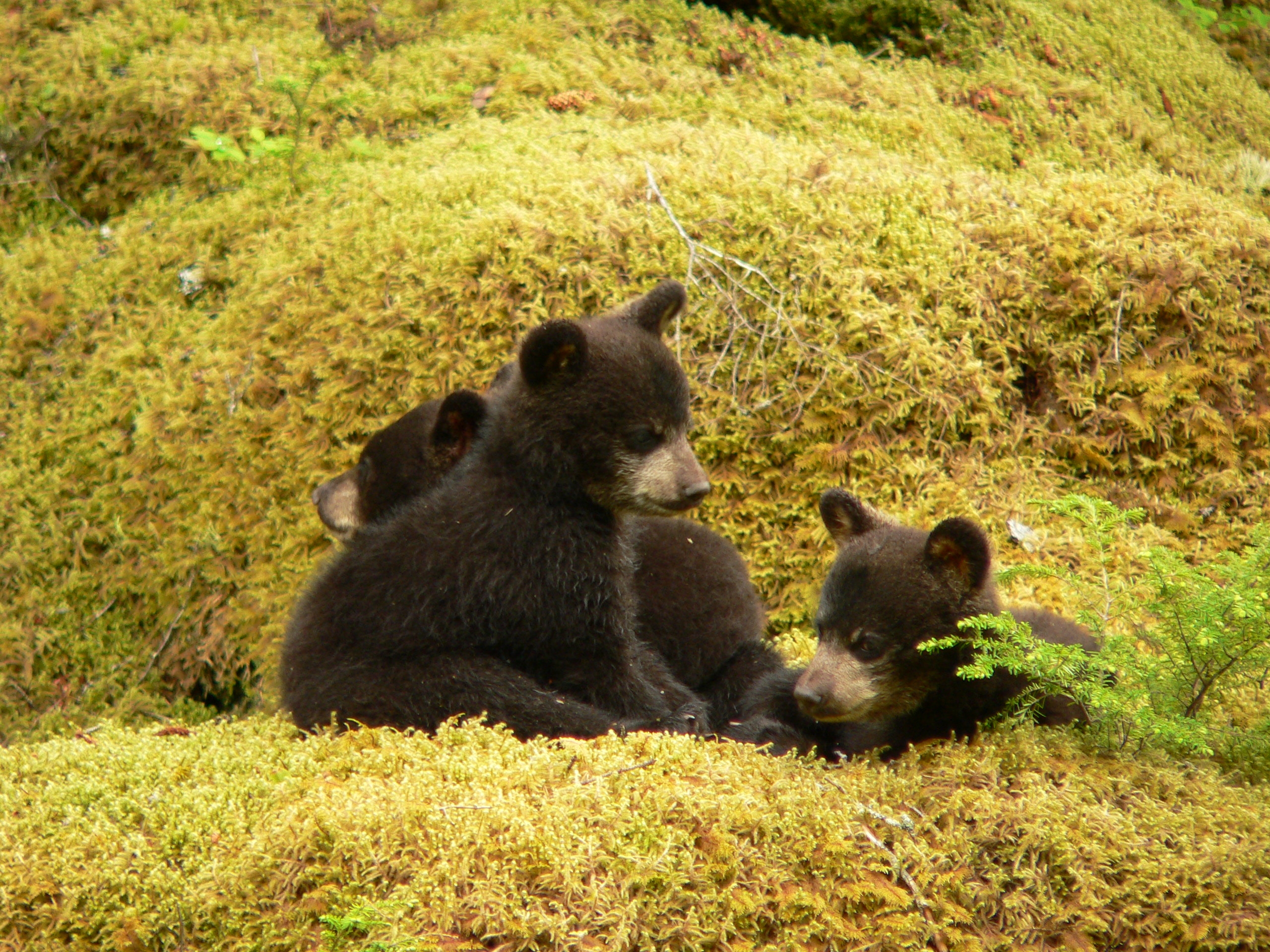 Black Bear Cubs