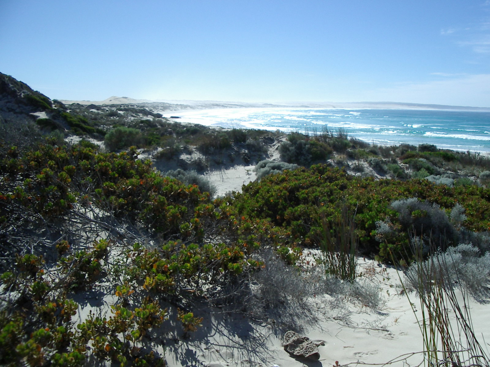 Cactus Beach