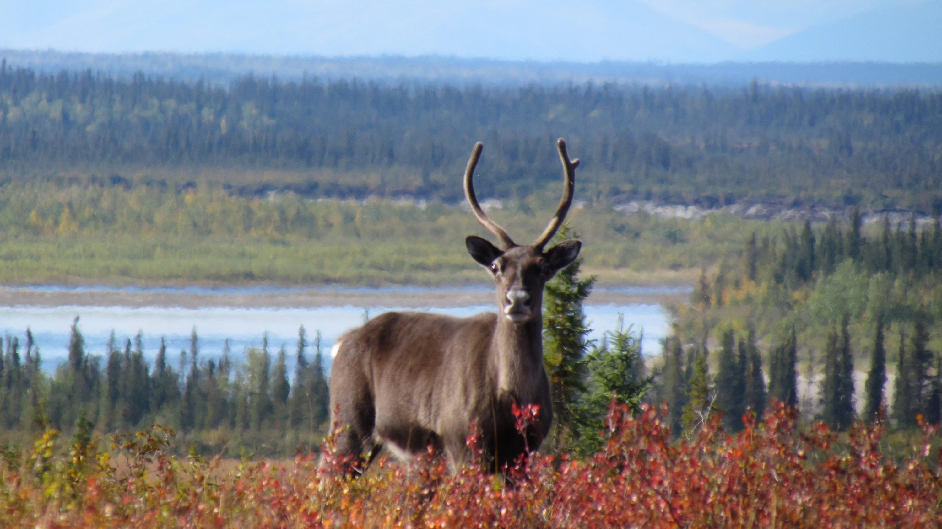 Caribou Kobuk River