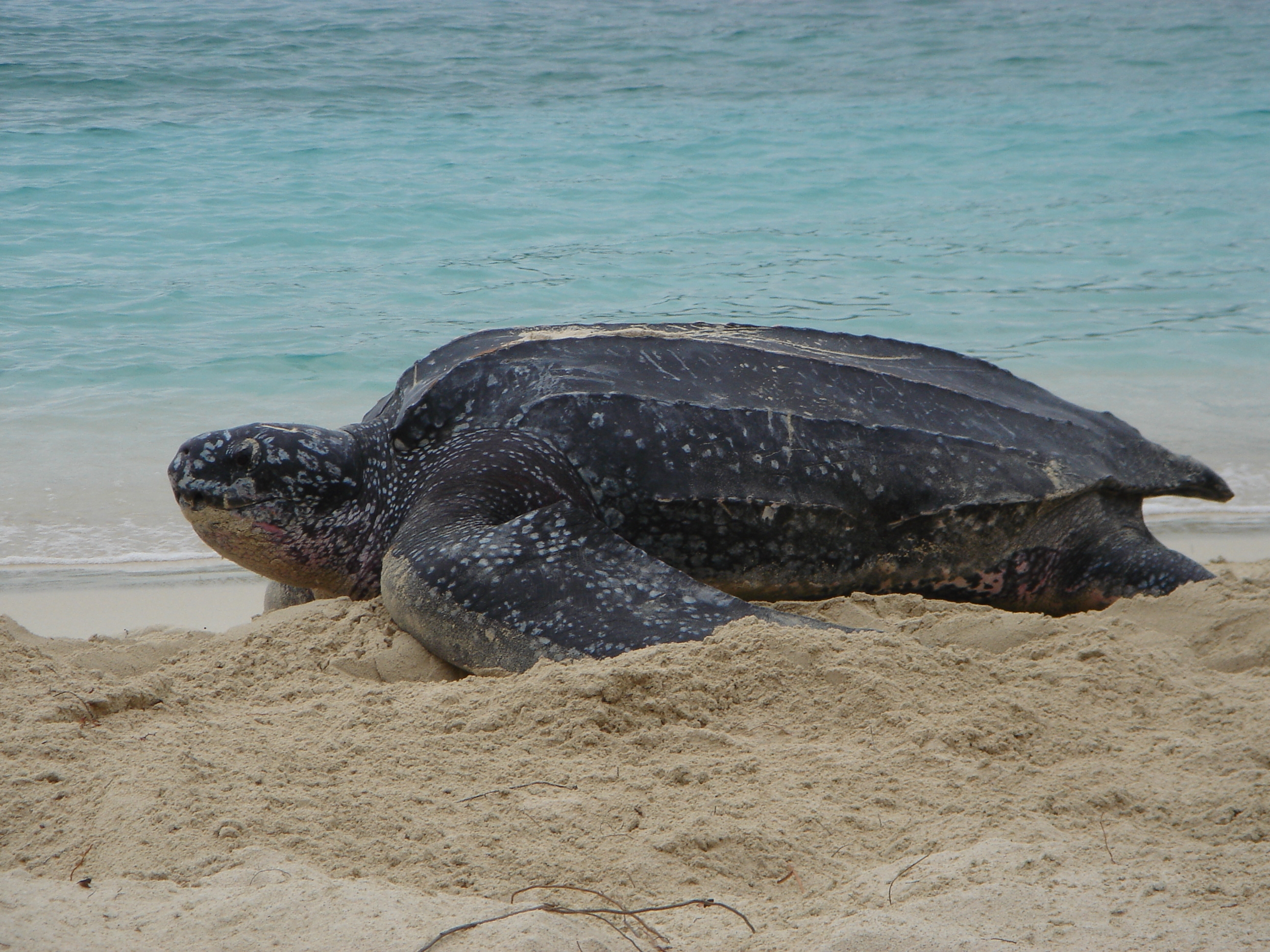 Leatherback Nesting