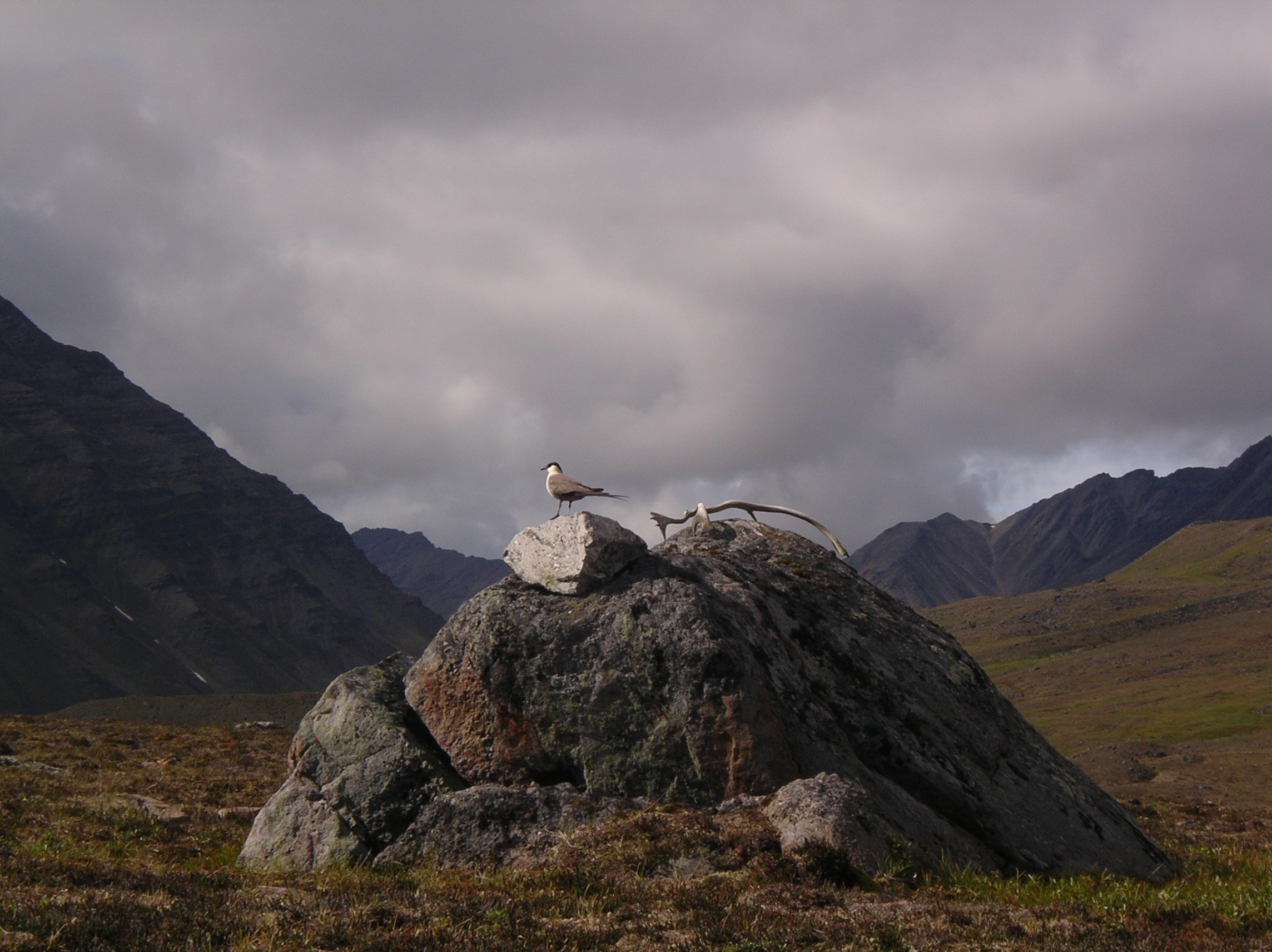 Long tailed Jaeger and antler
