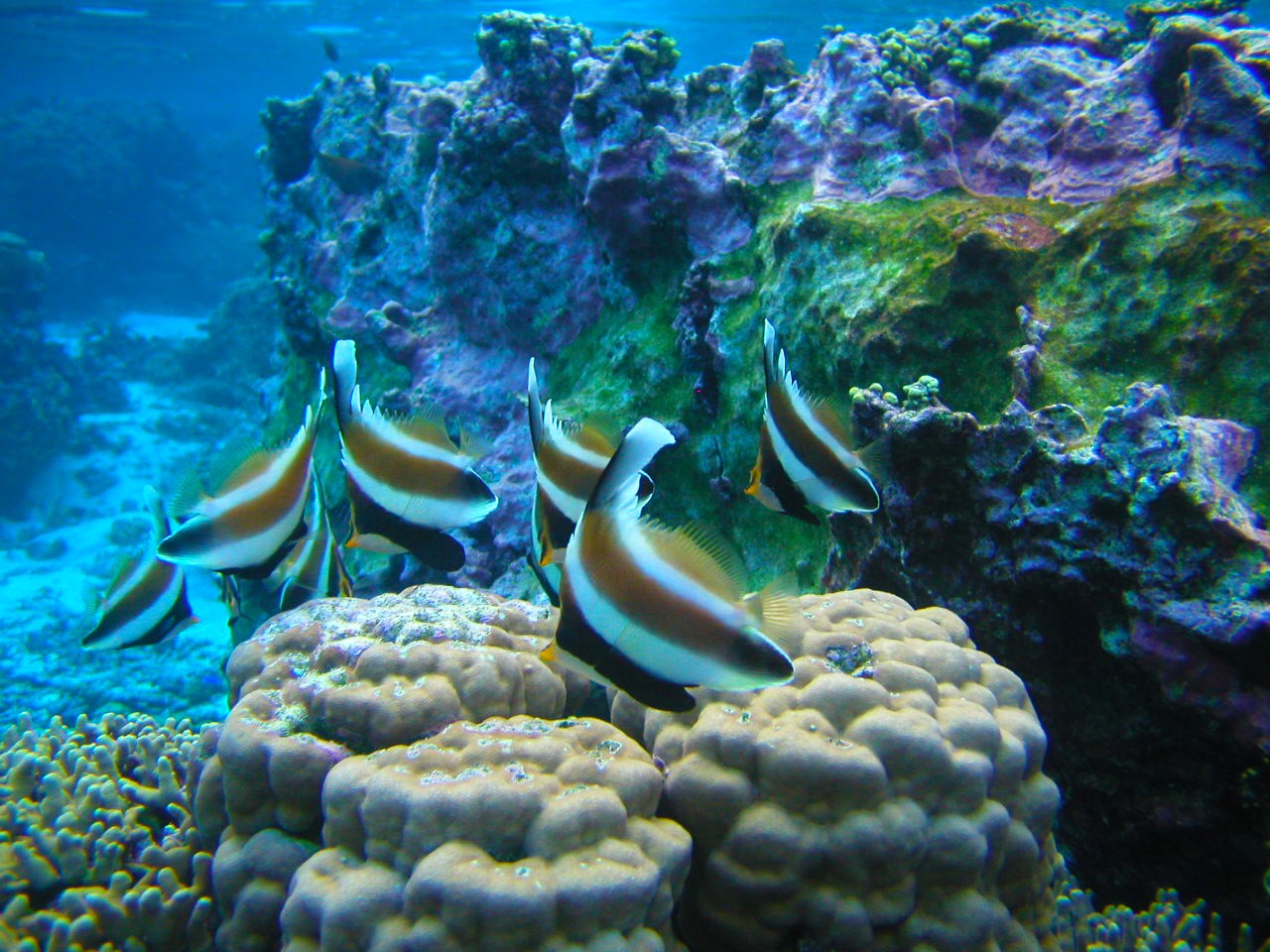 National Park of America Samoa Snorkeling