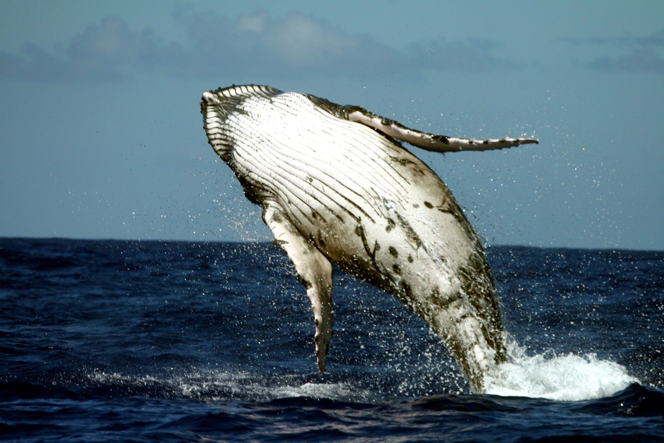 National Park of American Samoa Whale Watching