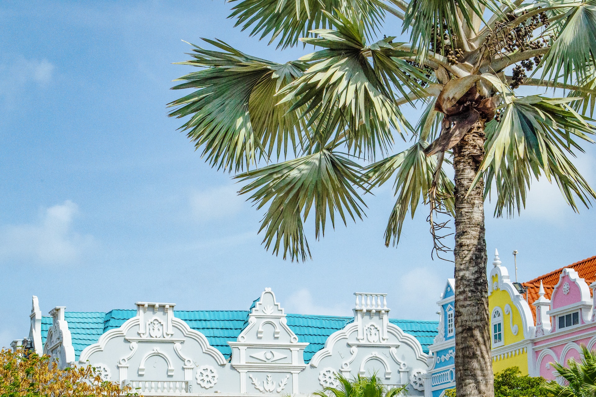 Palm tree and colorful buildings