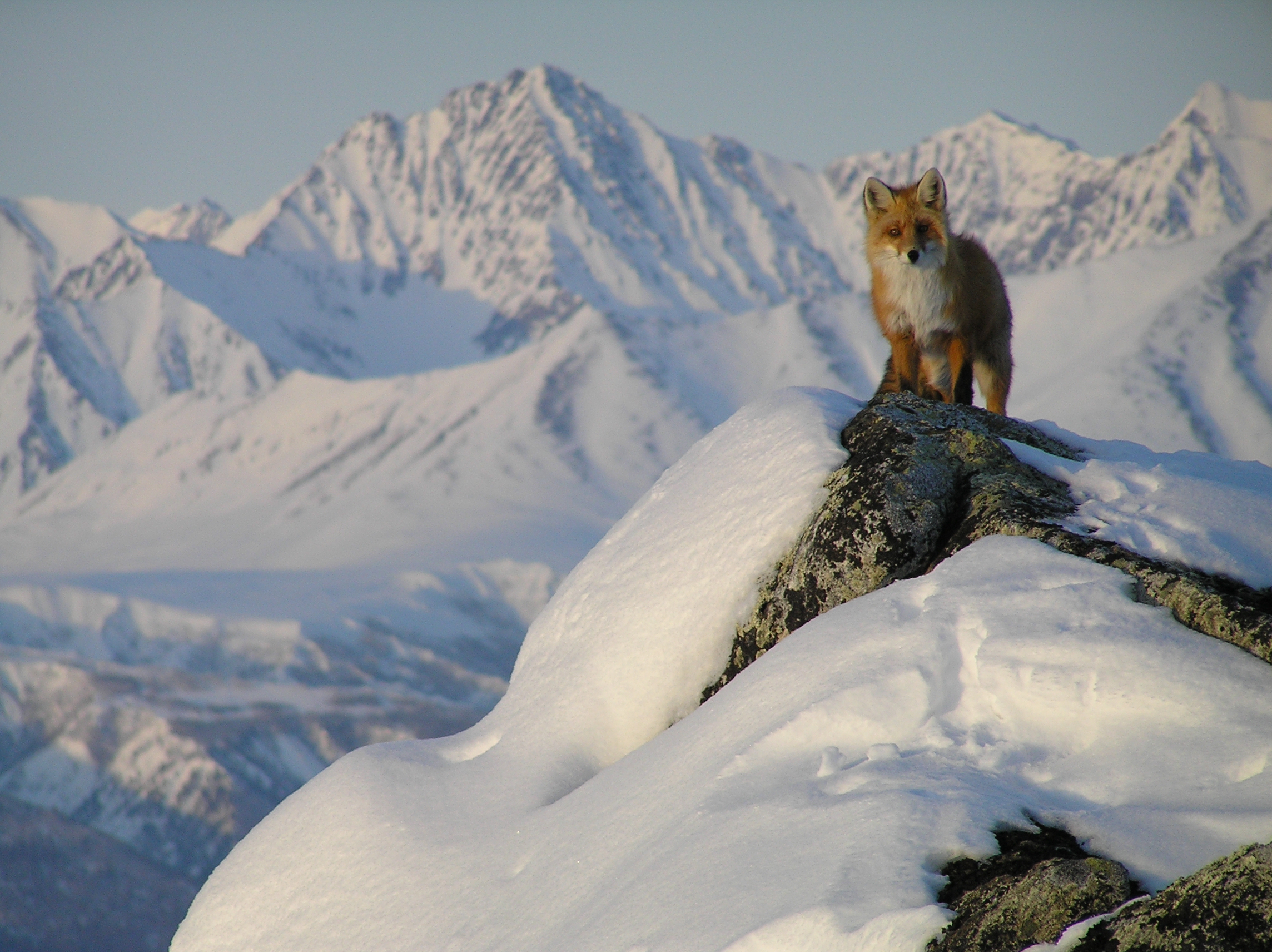 Red Fox in Lake Clark National Park