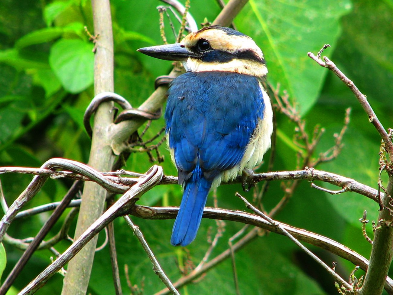 The National Park of American Samoa Birdwatching