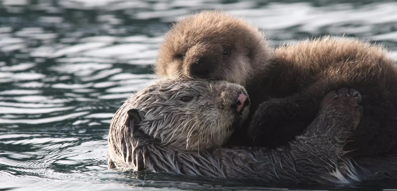 Wildlife Watching Glacier Bay National Park