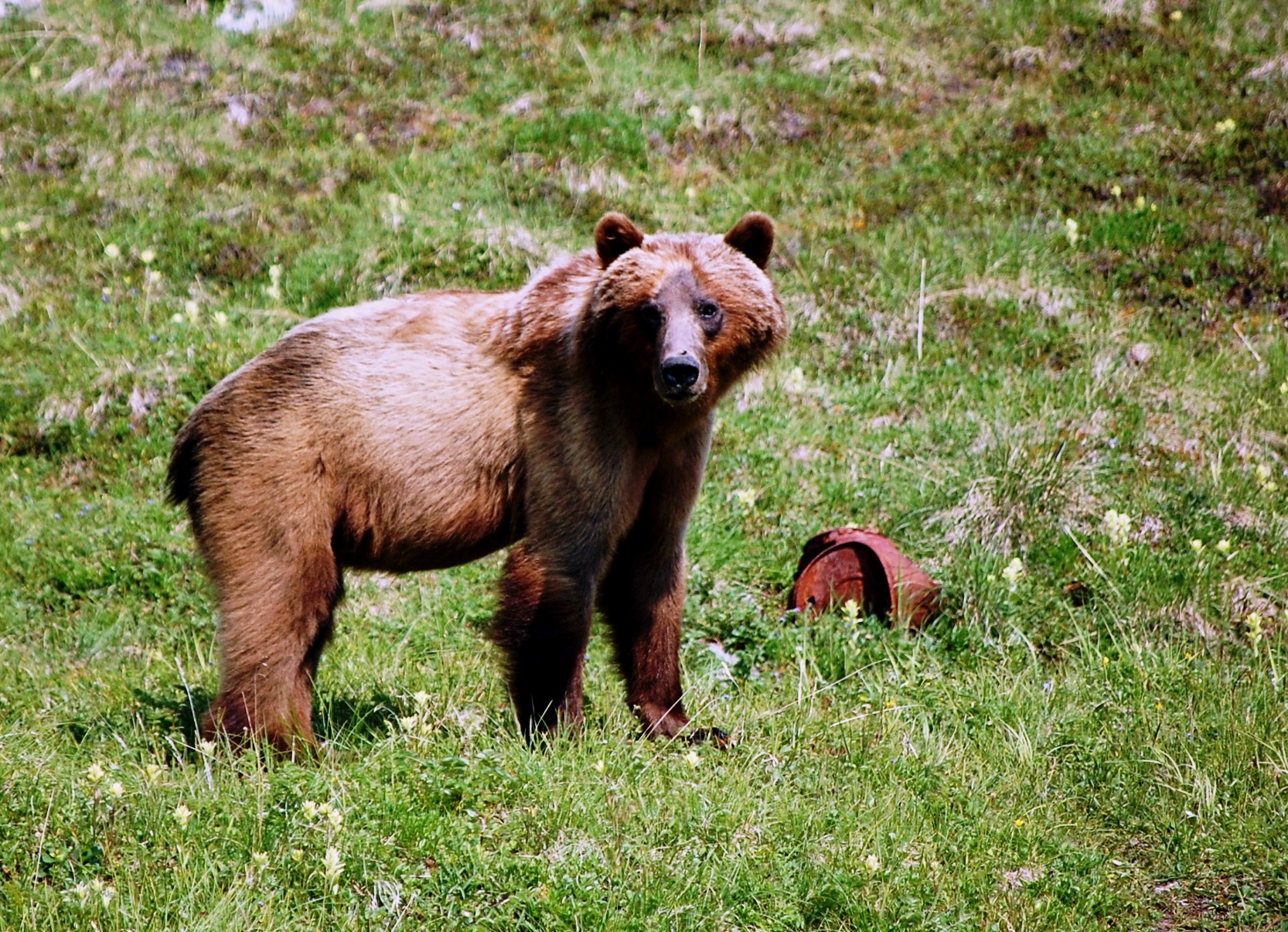 Wrangell St. Elias National Park and Preserve Wildlife Wrangell St. Elias National Park and Preserve Wildlife
