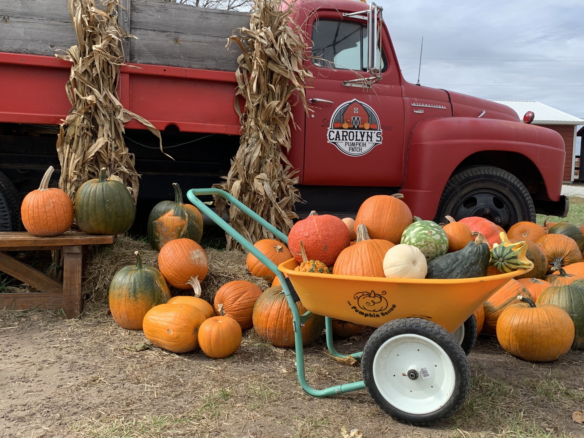 Carolyns pumpkin patch Carolyns pumpkin patch