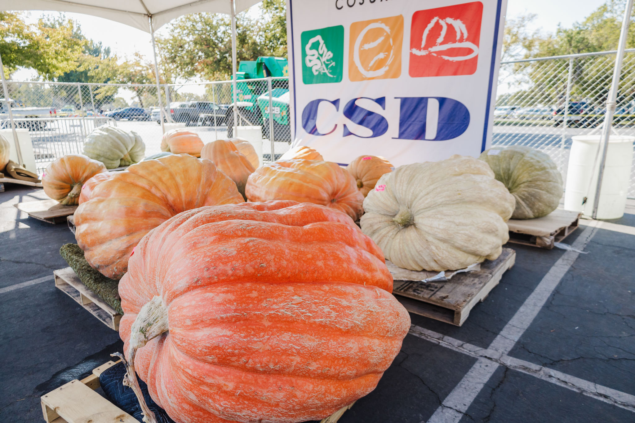 Elk Grove Giant Pumpkin Festival Elk Grove Giant Pumpkin Festival