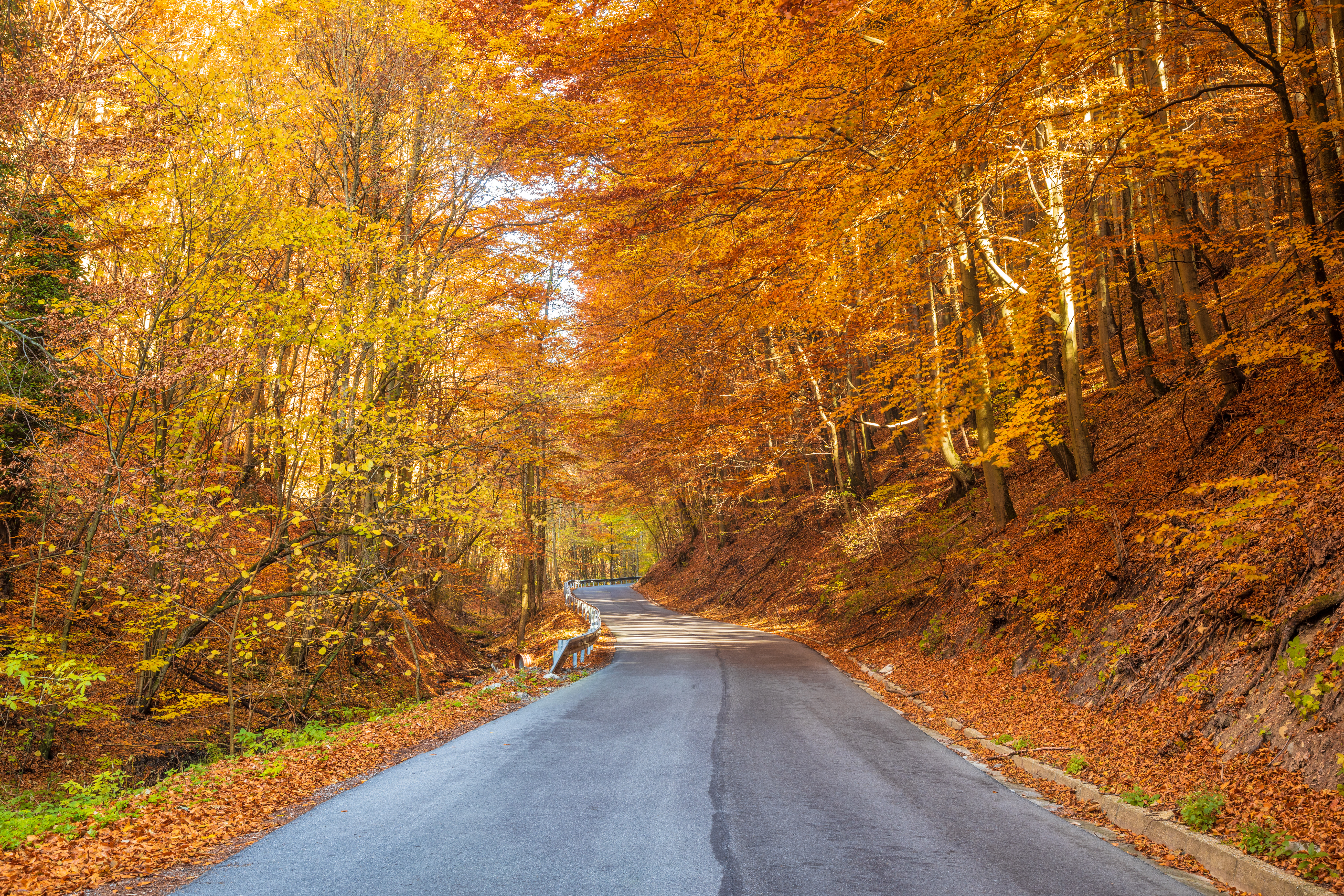 Fall Foliage Image Credit Viliam via Adobe Stock Fall Foliage Image Credit Viliam via Adobe Stock