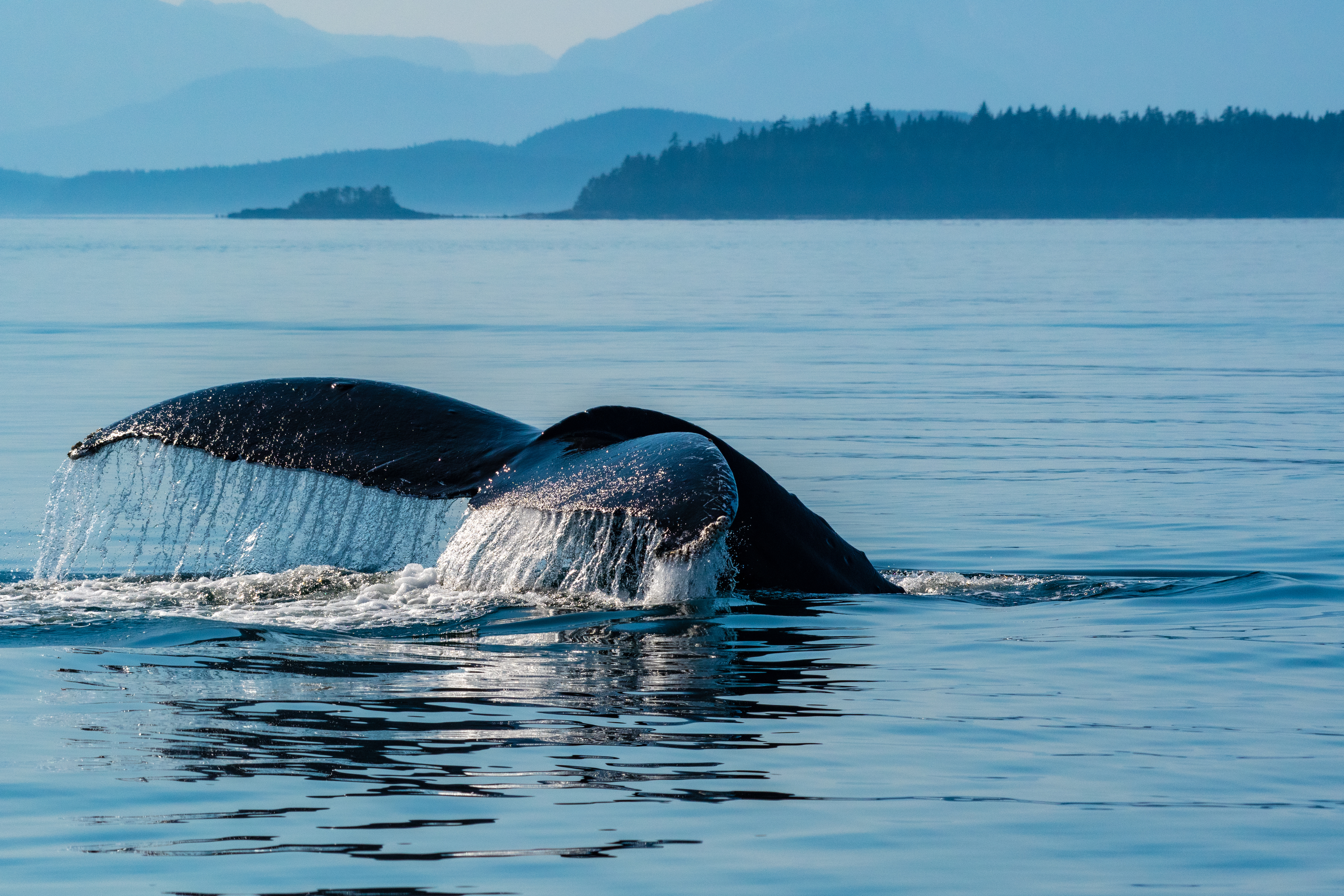 Humpback whale fluke in Alaska Humpback whale fluke in Alaska