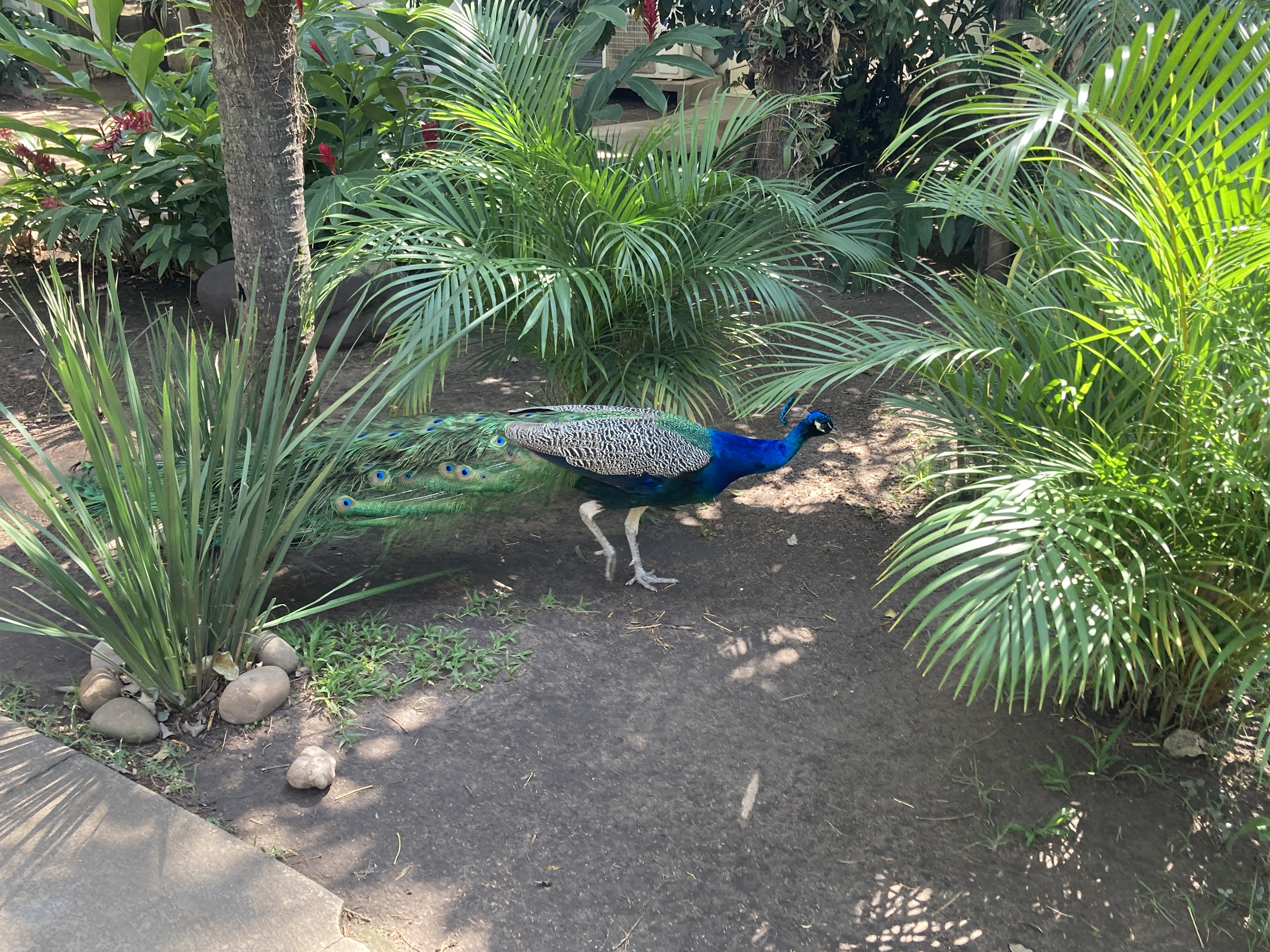 Los Tajibos Tribute Portfolio Santa Cruz Bolivia peacock Los Tajibos Tribute Portfolio Santa Cruz Bolivia peacock