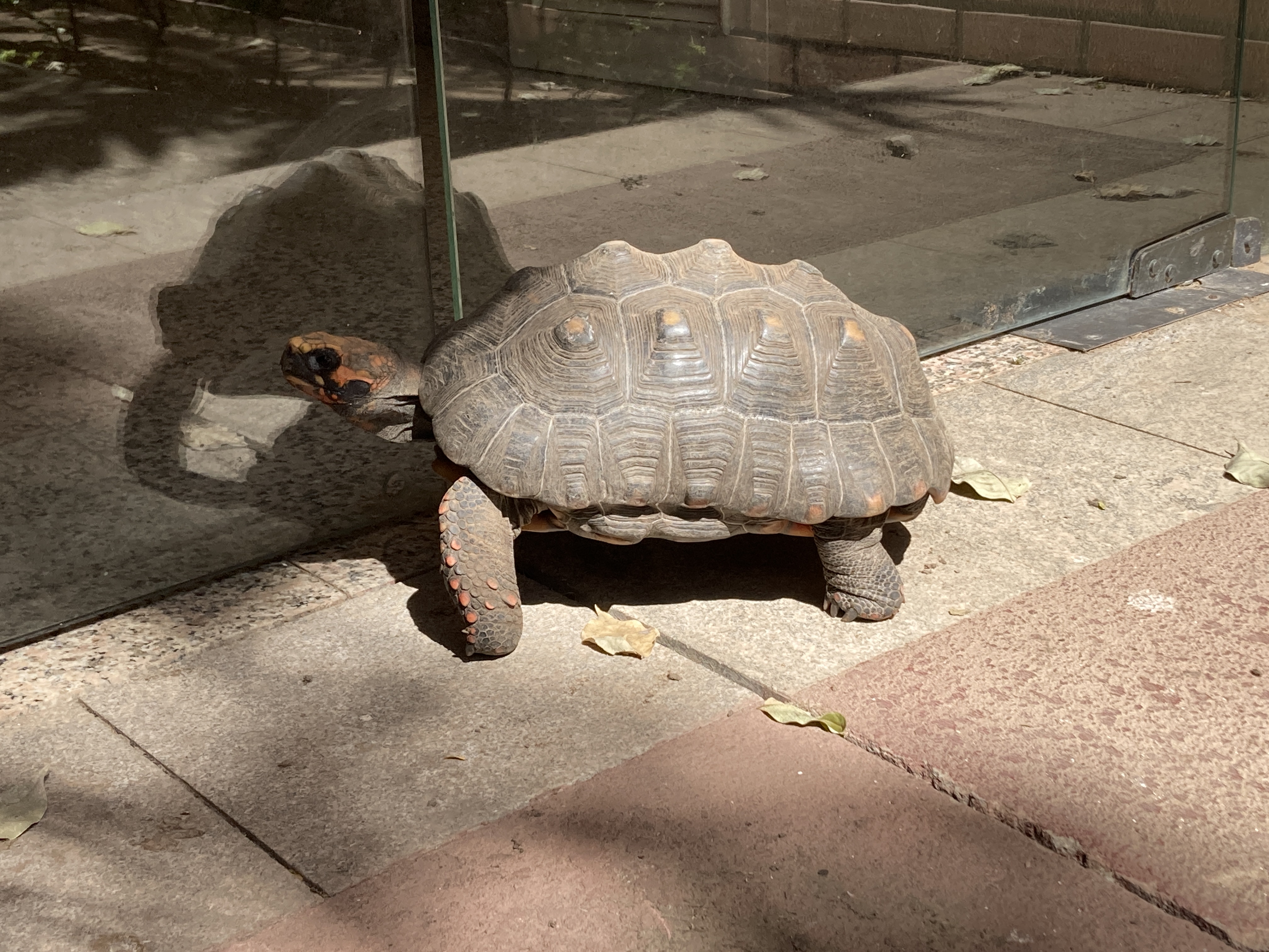 Los Tajibos Tribute Portfolio Santa Cruz Bolivia red footed tortoise Los Tajibos Tribute Portfolio Santa Cruz Bolivia red footed tortoise
