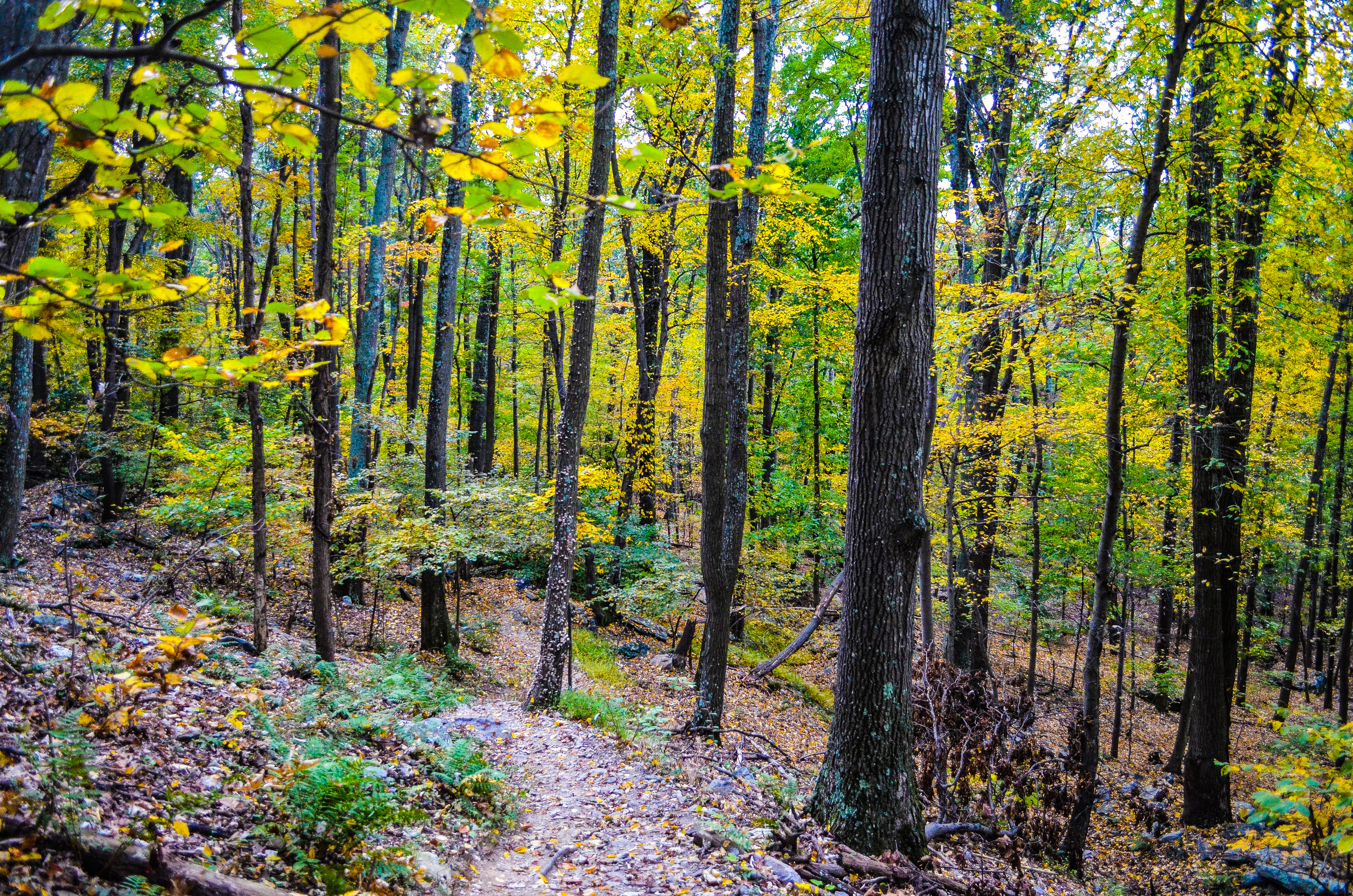 Loudoun Heights Trail in the fall Loudoun Heights Trail in the fall