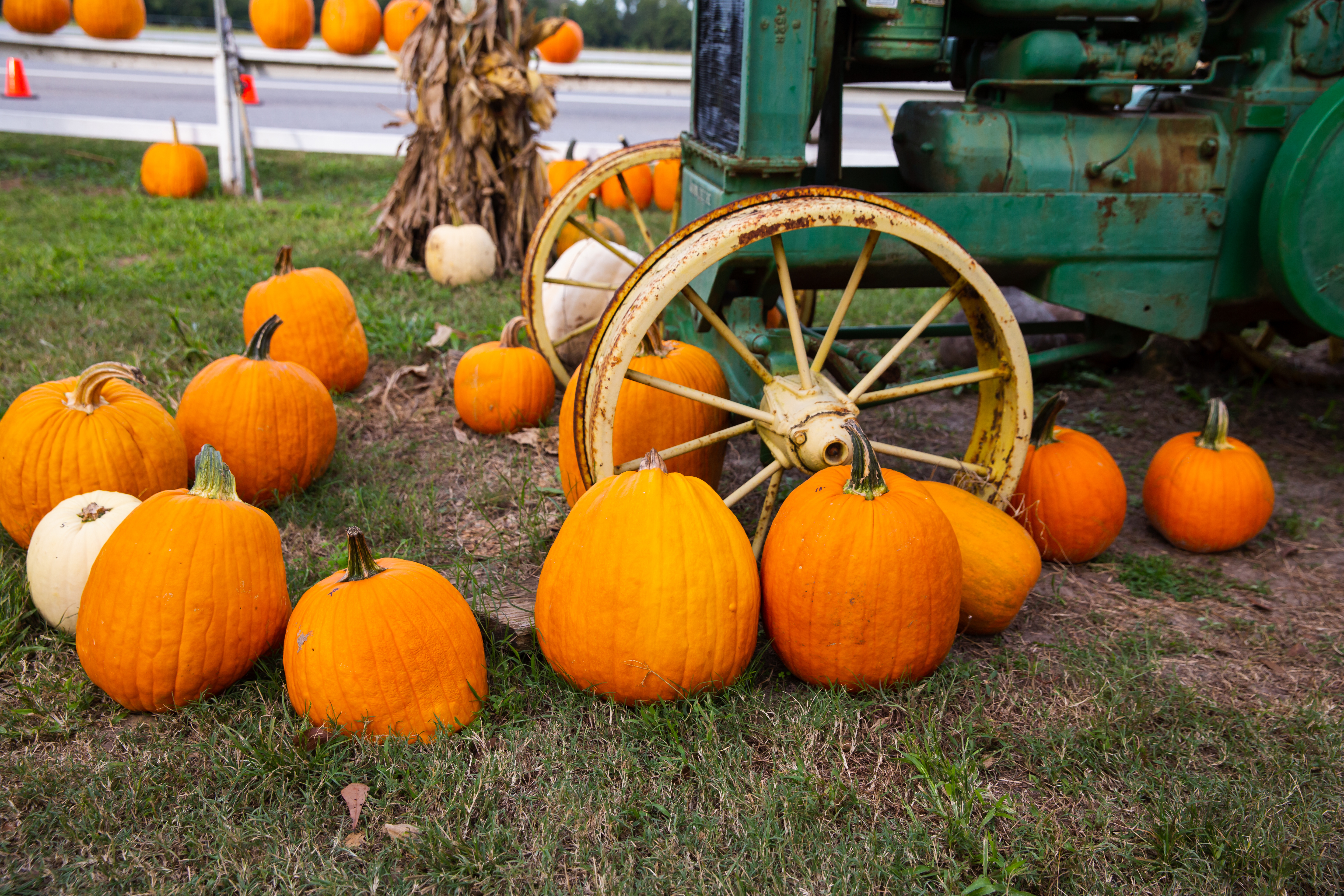 Pumpkin patch Pumpkin patch