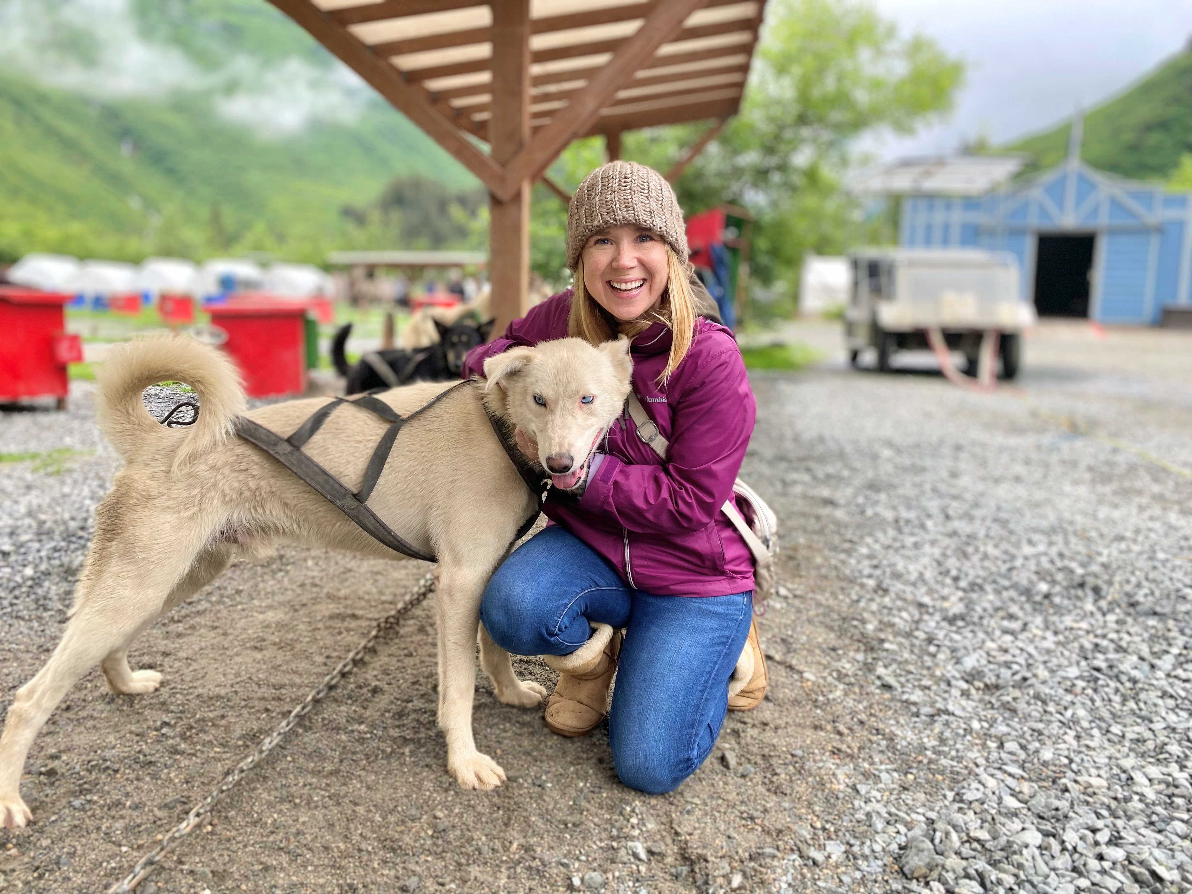 Sled Dog Summer Camp cruise excursion in Juneau Alaska Sled Dog Summer Camp cruise excursion in Juneau Alaska