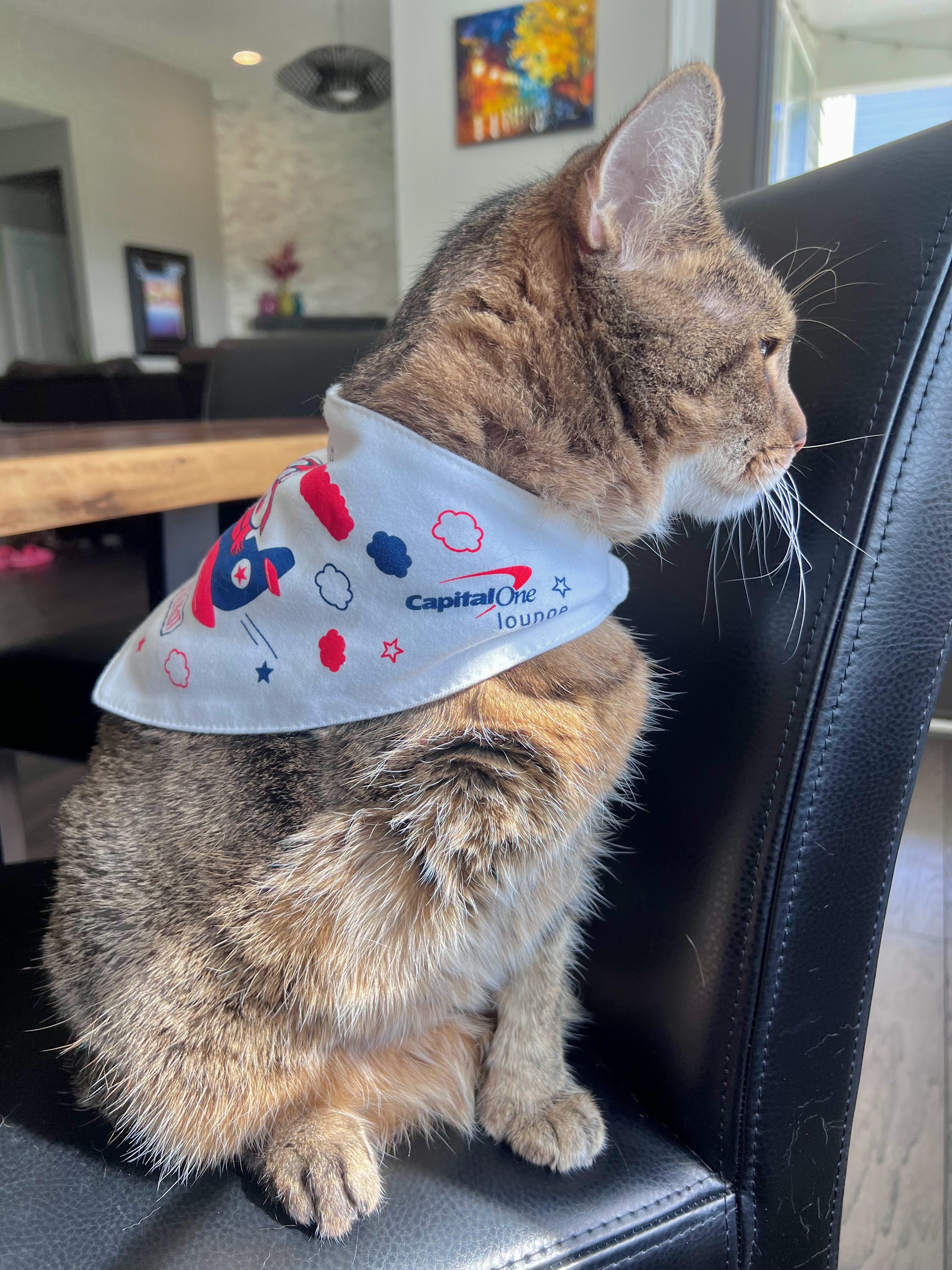 Cat wearing Capital One Lounge bib scarf