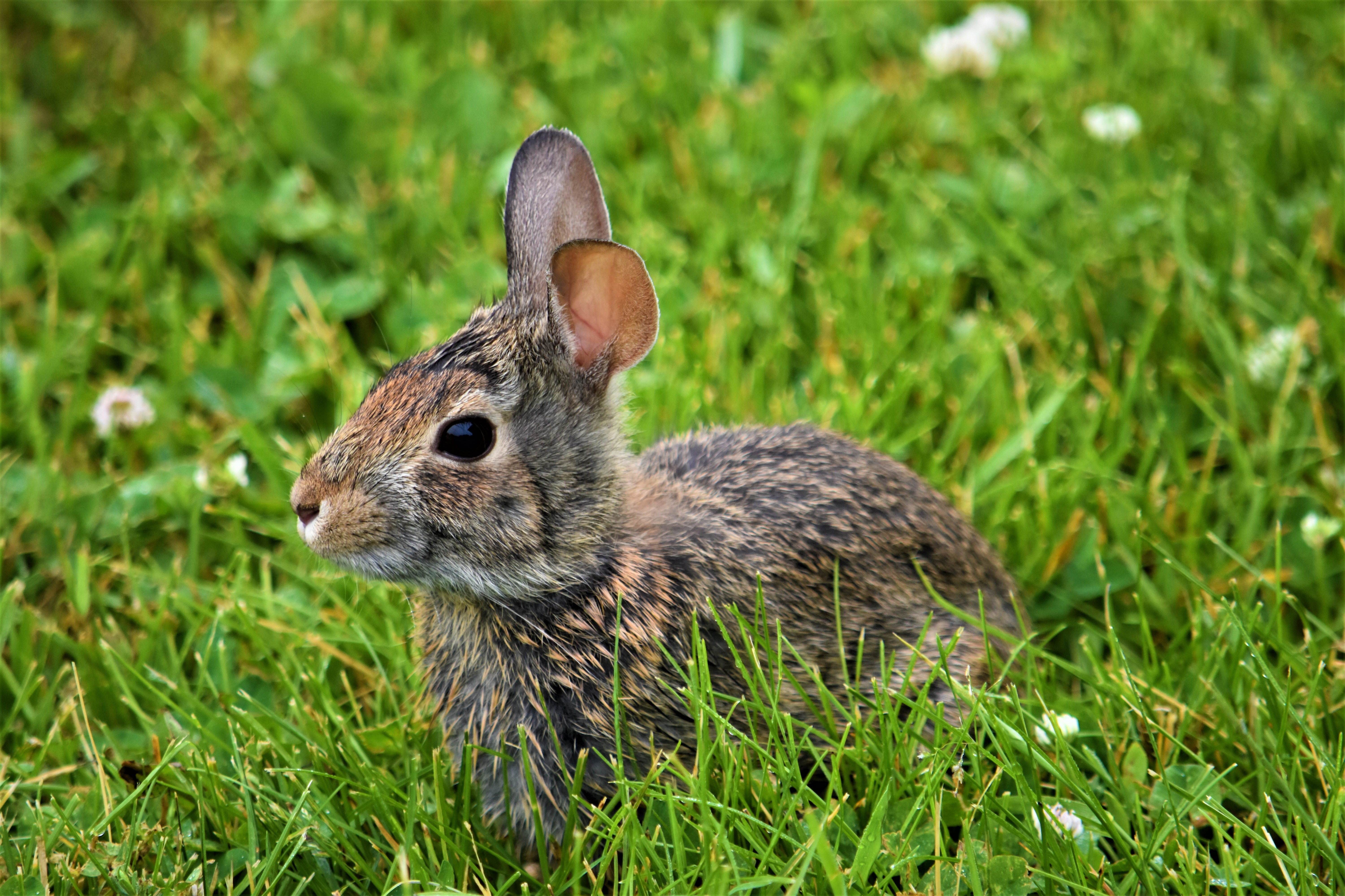 Eastern Cottontail