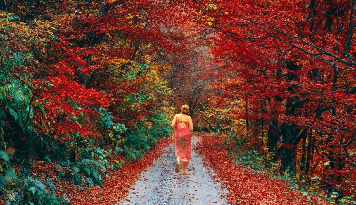 Fall foliage Menla Fall foliage Menla