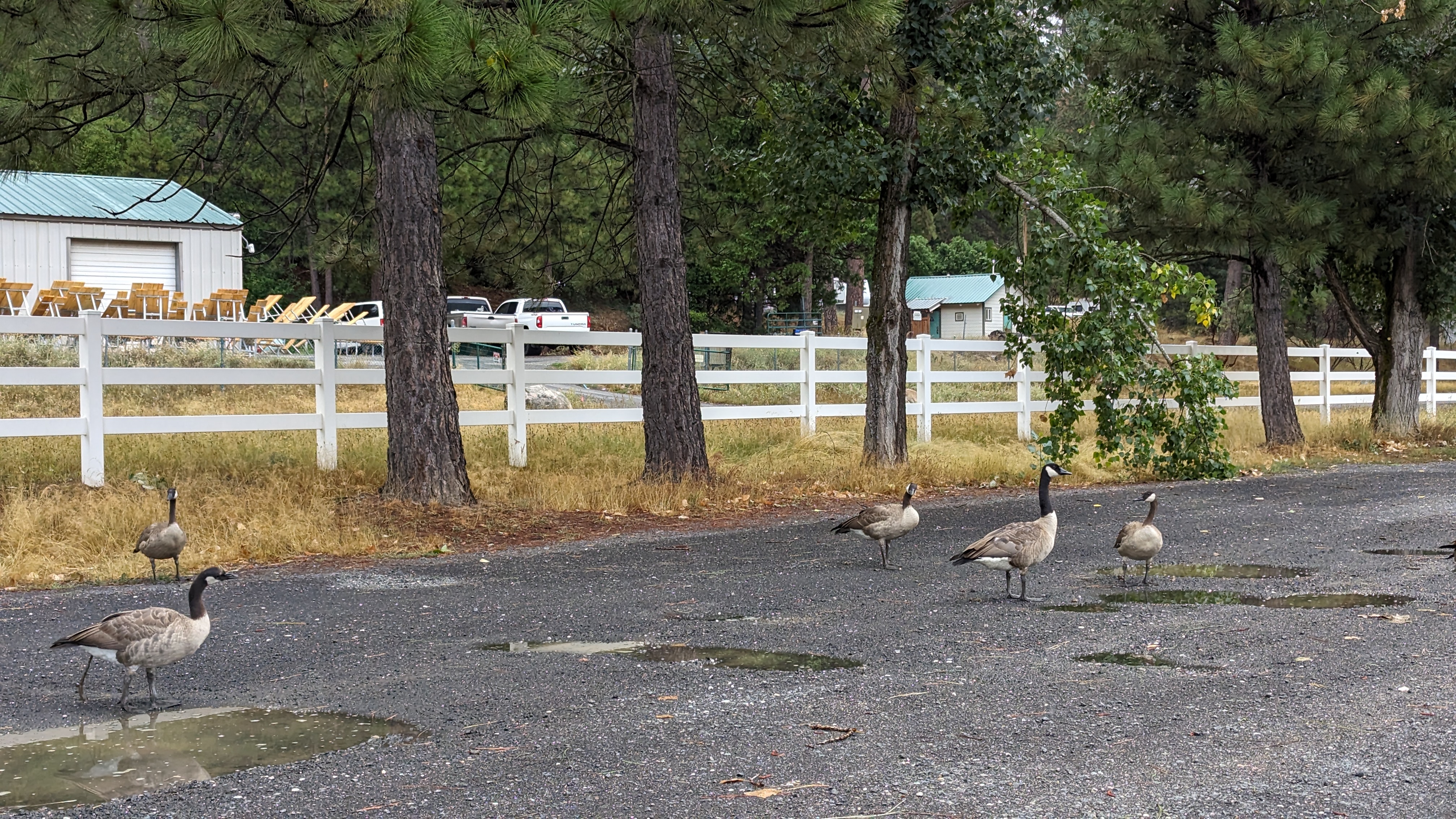 Thousand Trails Yosemite Lakes cabin geese