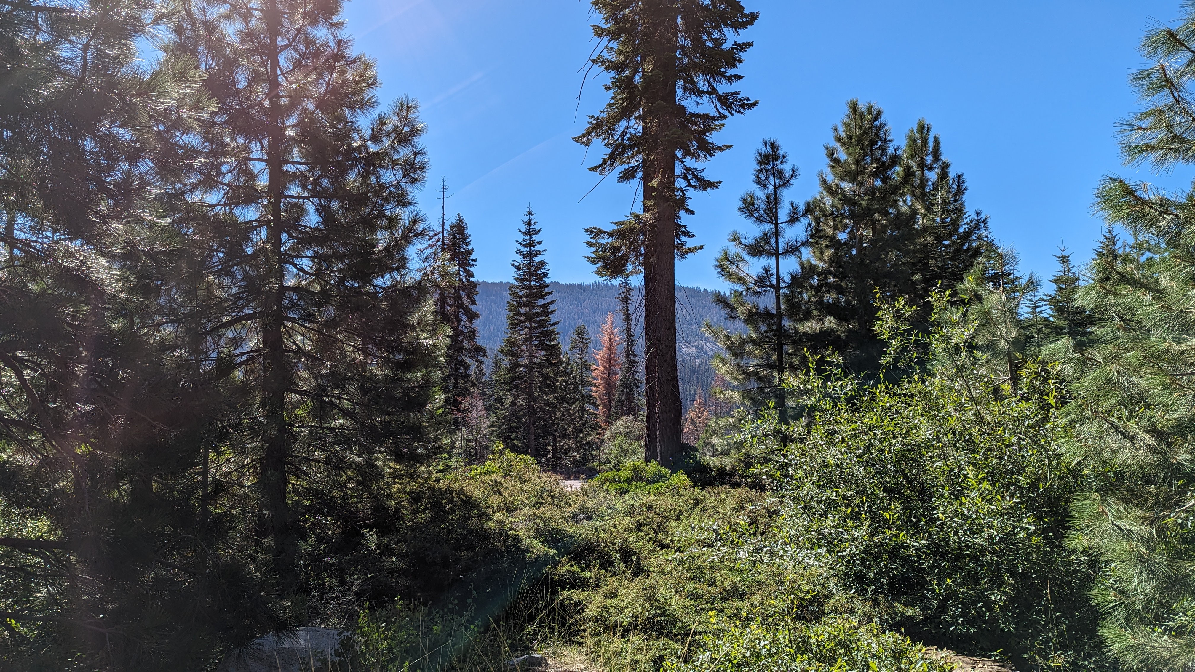 Wuksachi Lodge Sequoia National Park Sillman House view Wuksachi Lodge Sequoia National Park Sillman House view