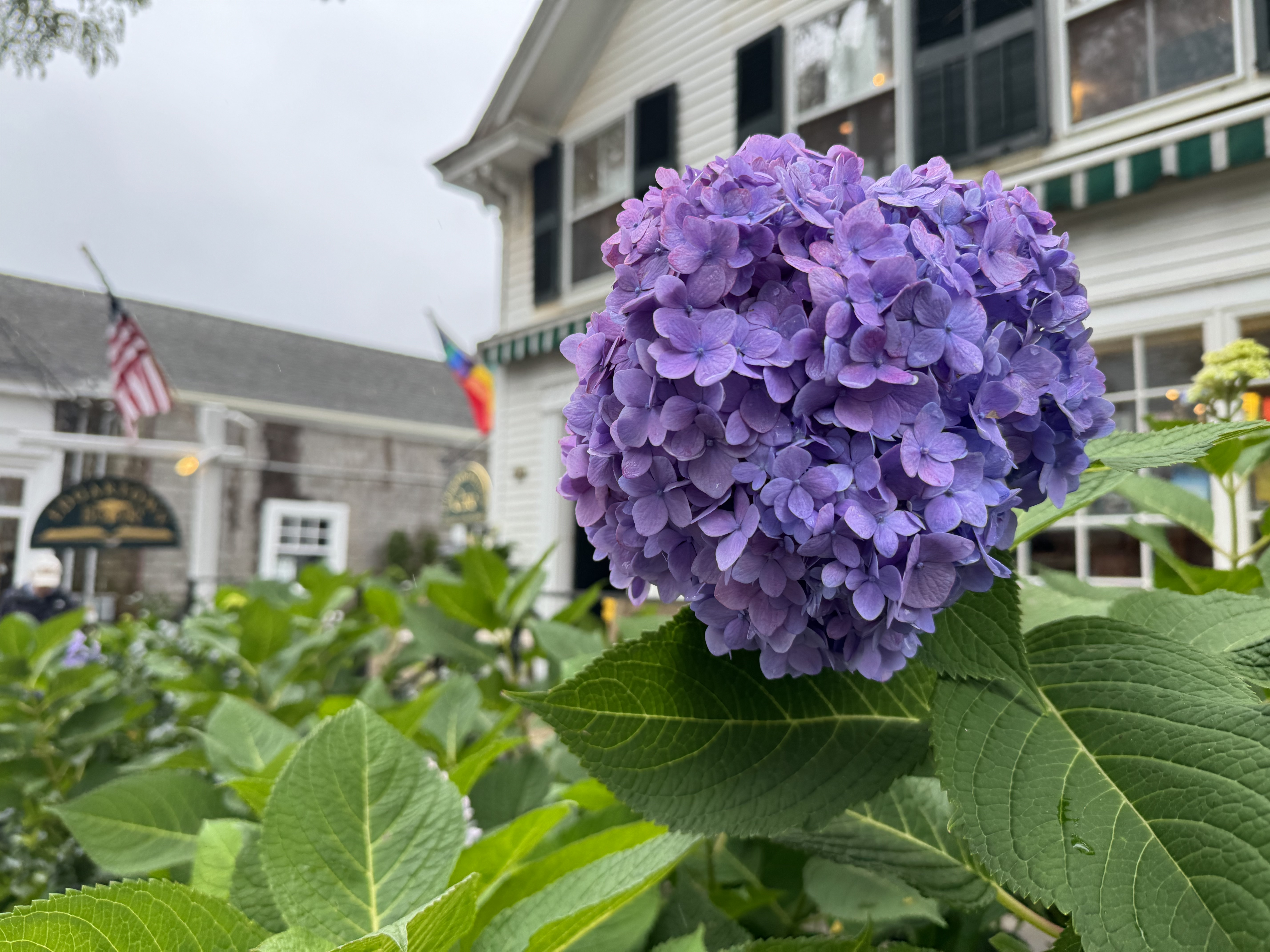 iPhone 15 Pro photo of Marthas Vineyard hydrangea Main camera lens