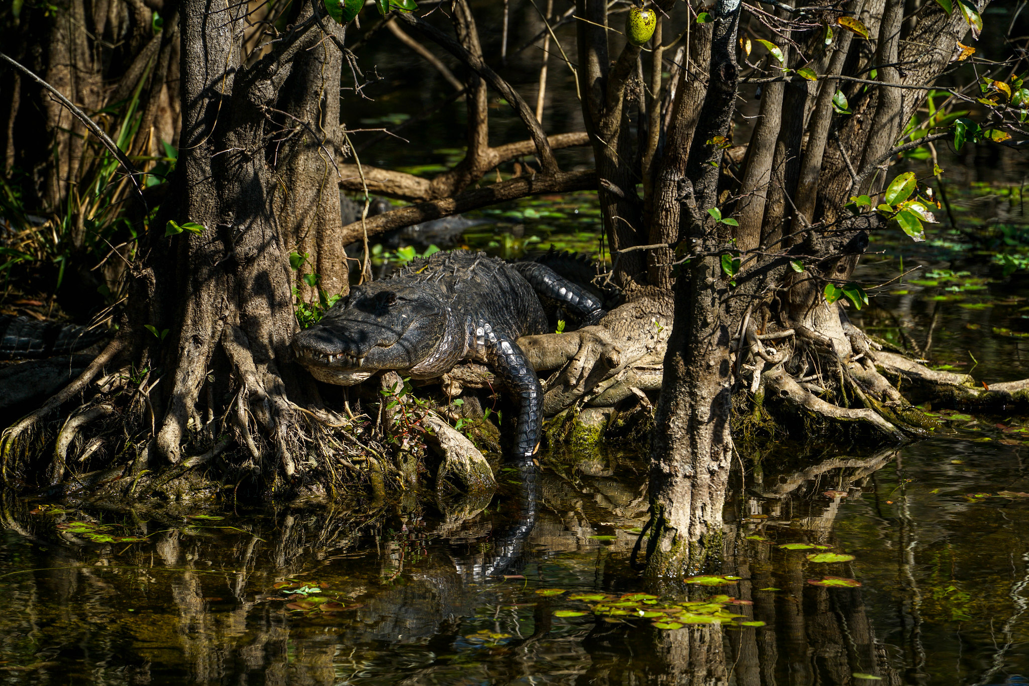 Big Cypress National Preserve Wildlife Viewing