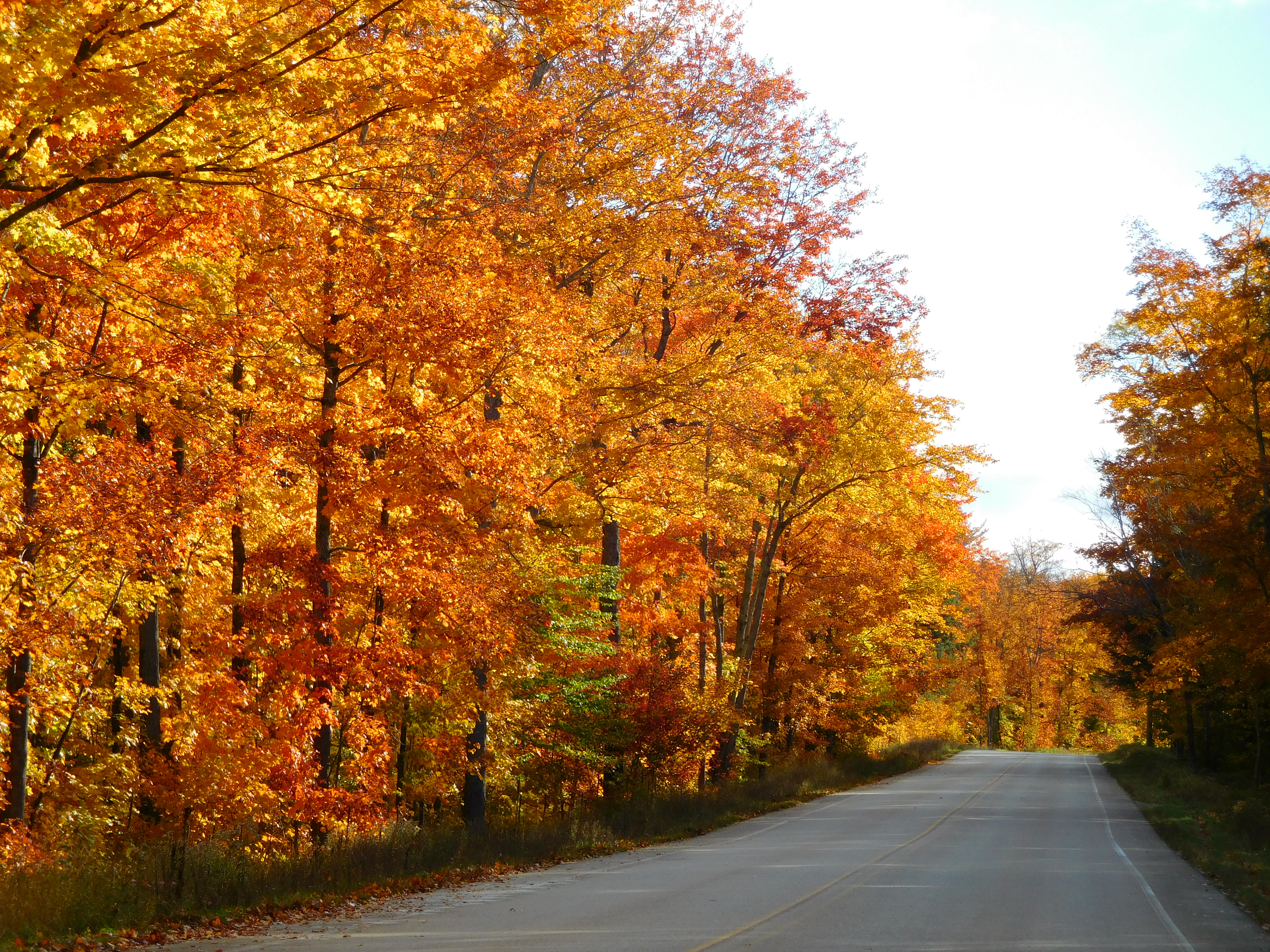 H 58 Roadside Trees H 58 Roadside Trees