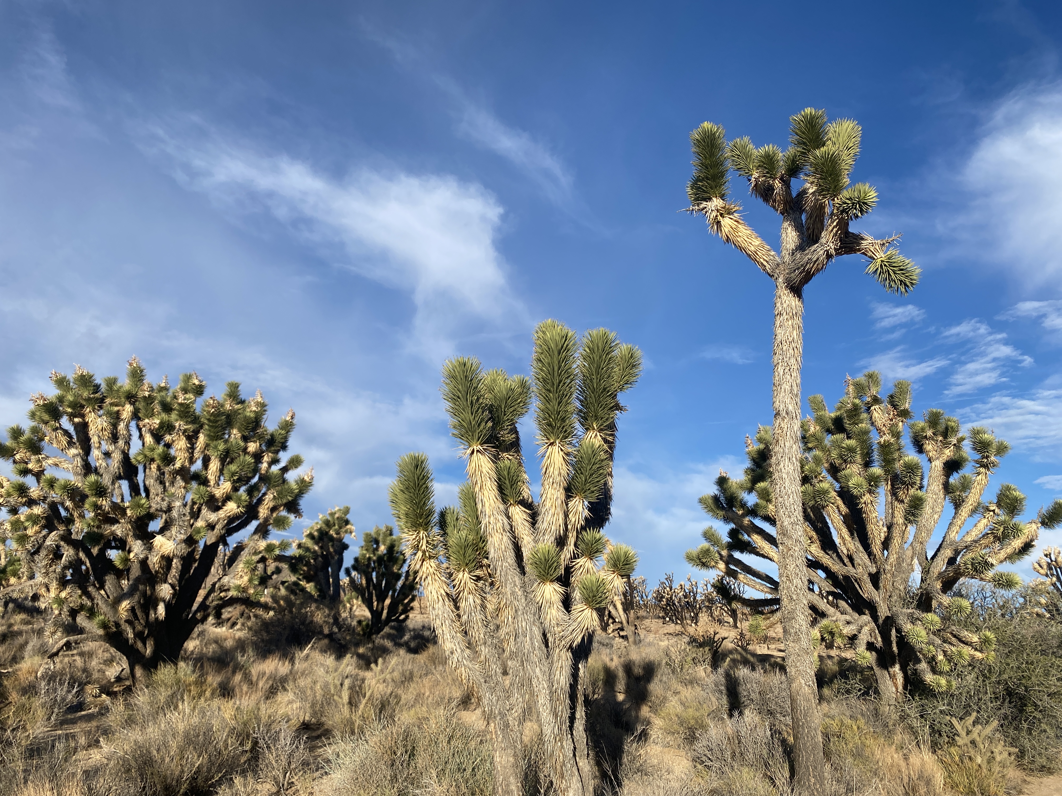 Joshua Trees on Cima Dome Joshua Trees on Cima Dome