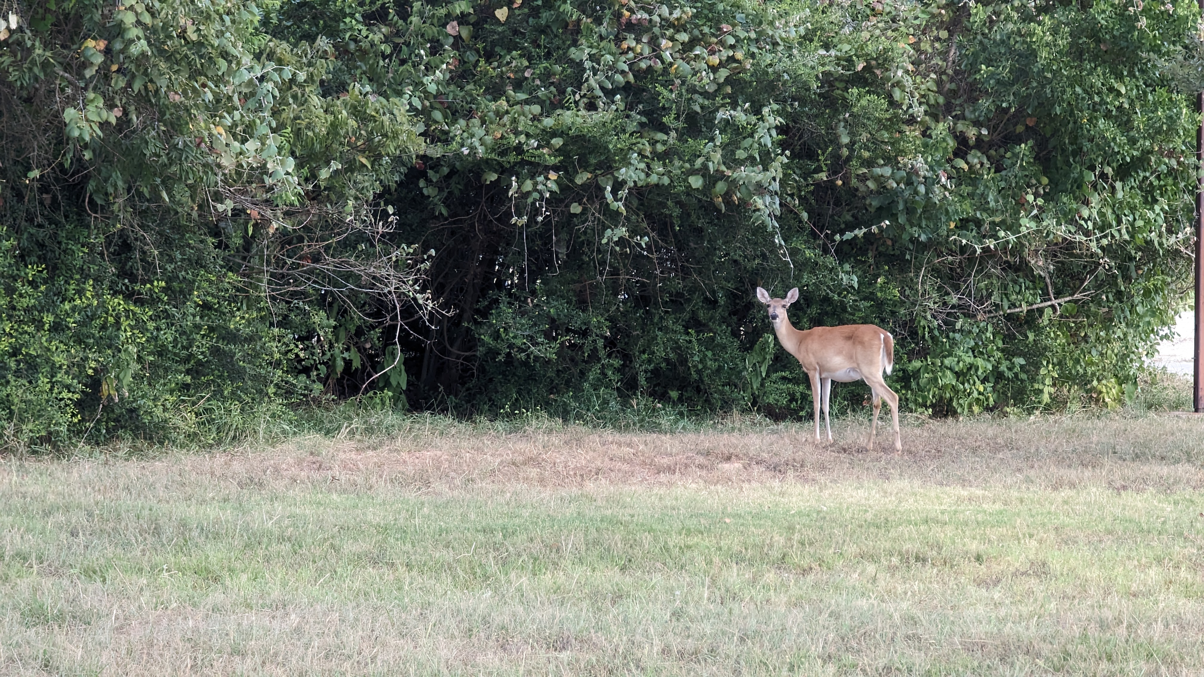 Thousand Trails Colorado River deer wildlife Thousand Trails Colorado River deer wildlife