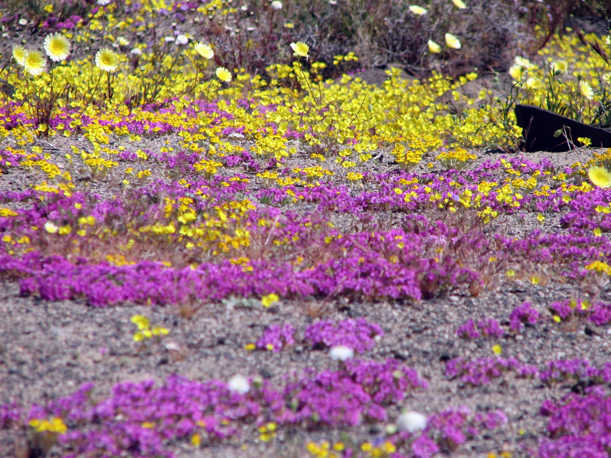 Wildflowers near Cinder Cones Wildflowers near Cinder Cones