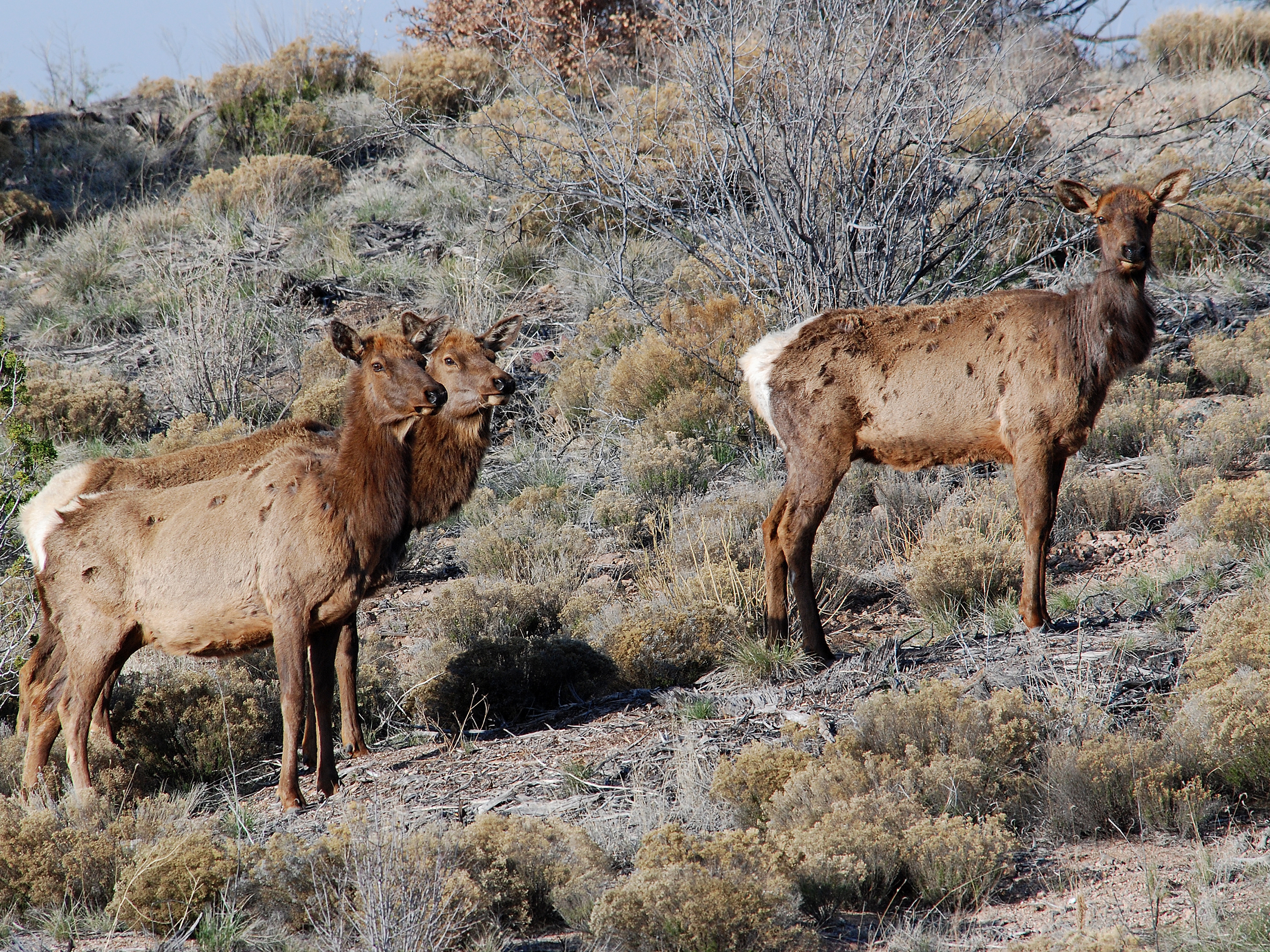 Bandelier National Monument Wildlife