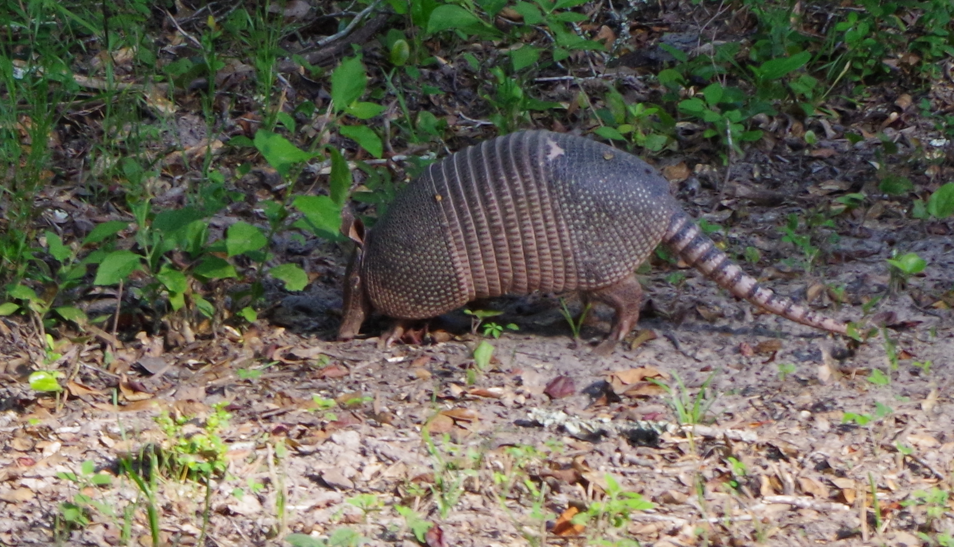 Big Thicket Armadillo