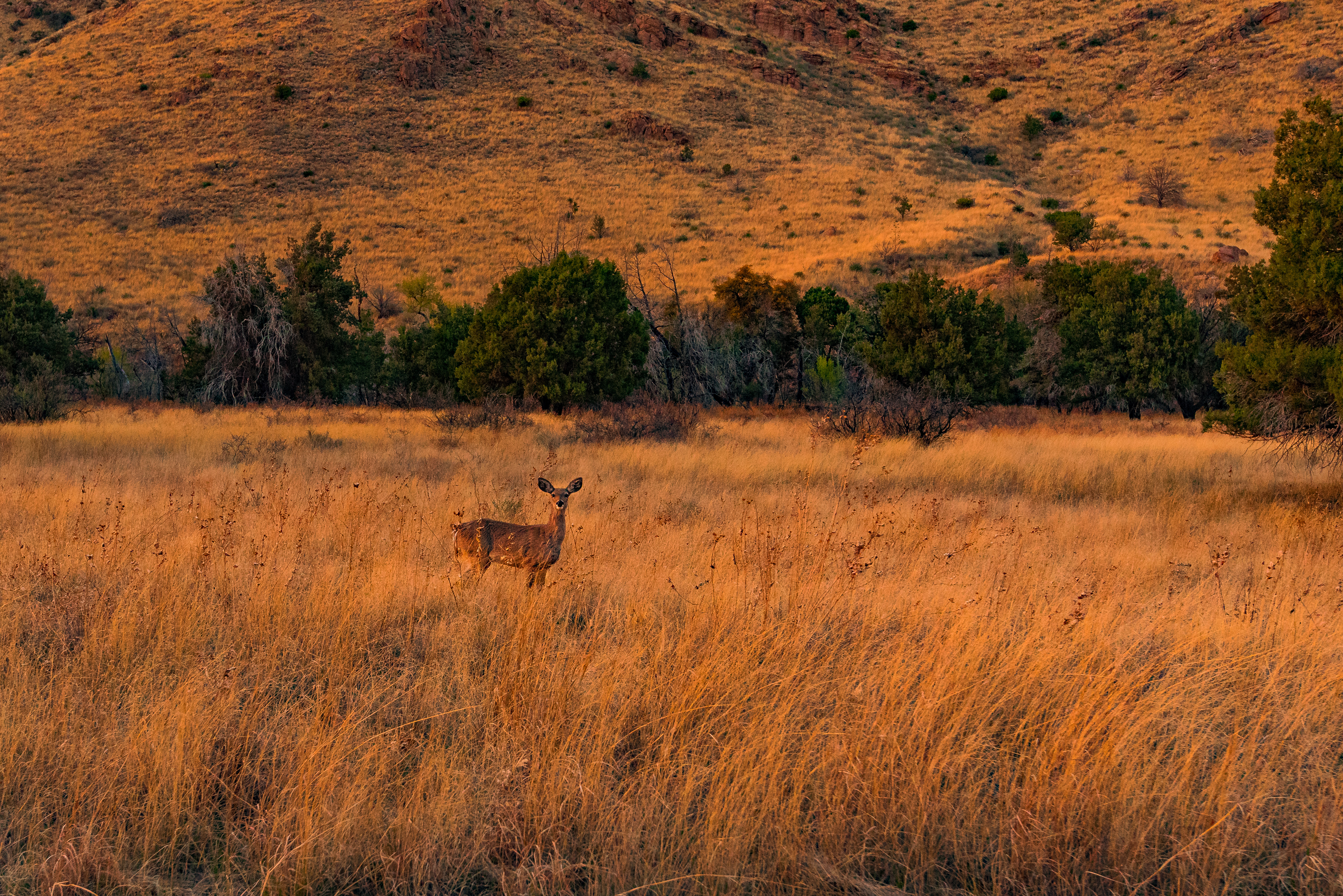 Deer in Chiricahua National Monument Deer in Chiricahua National Monument