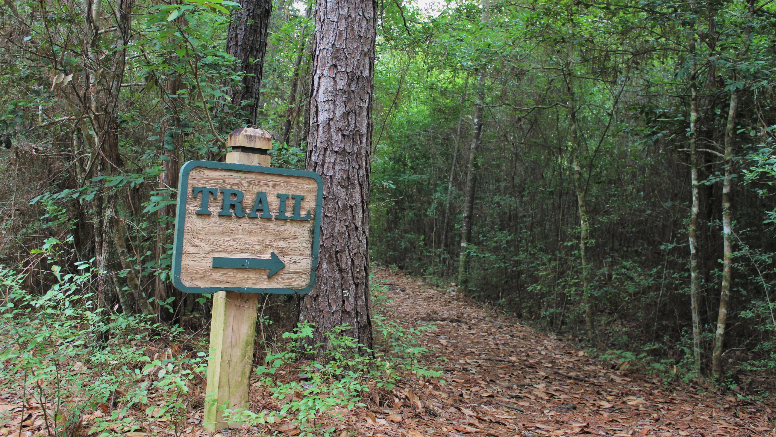 Hiking Big Thicket